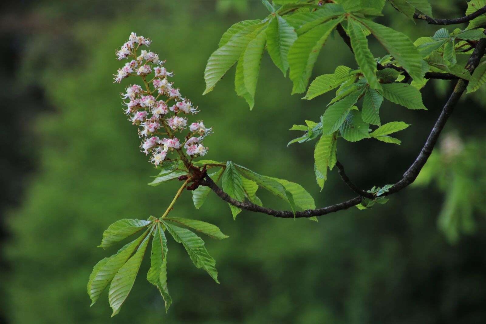 Canon EOS 80D sample photo. Sprig, blooming, chestnut photography