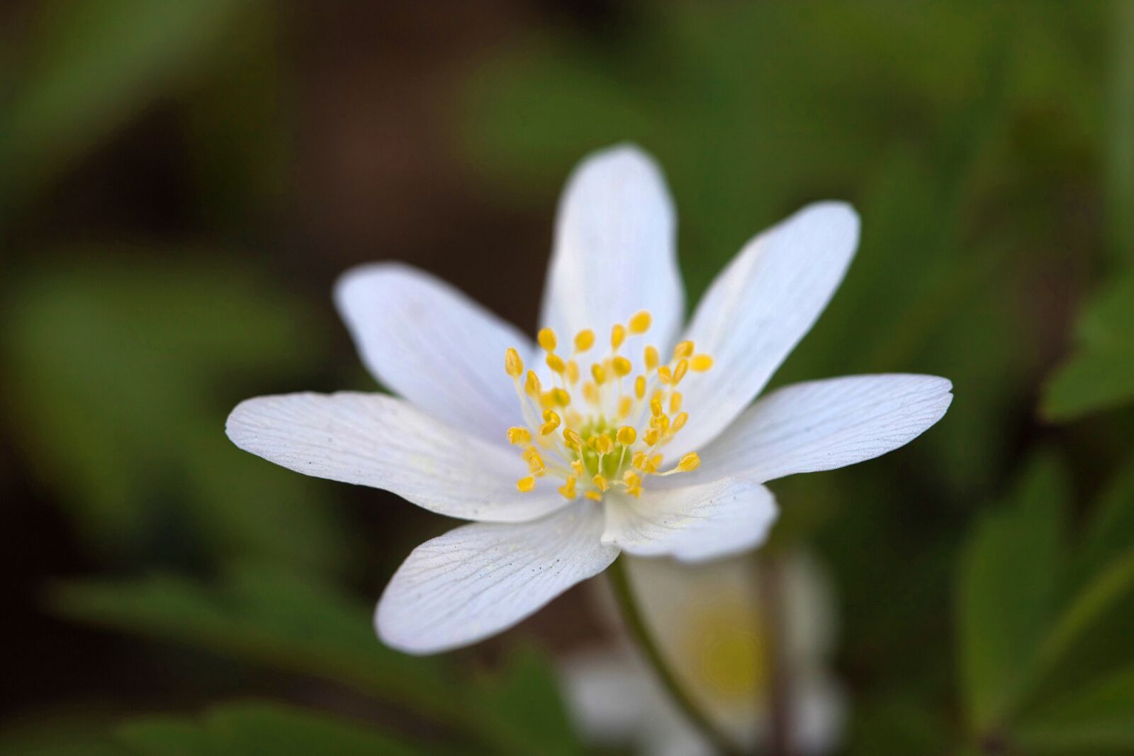 Canon EOS 6D Mark II sample photo. White flower, flower, white photography