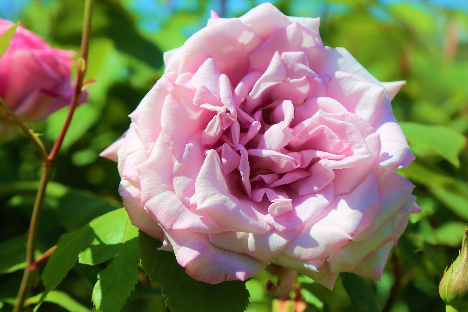Canon EF 24-105mm F4L IS USM sample photo. Rose, spring, pink photography