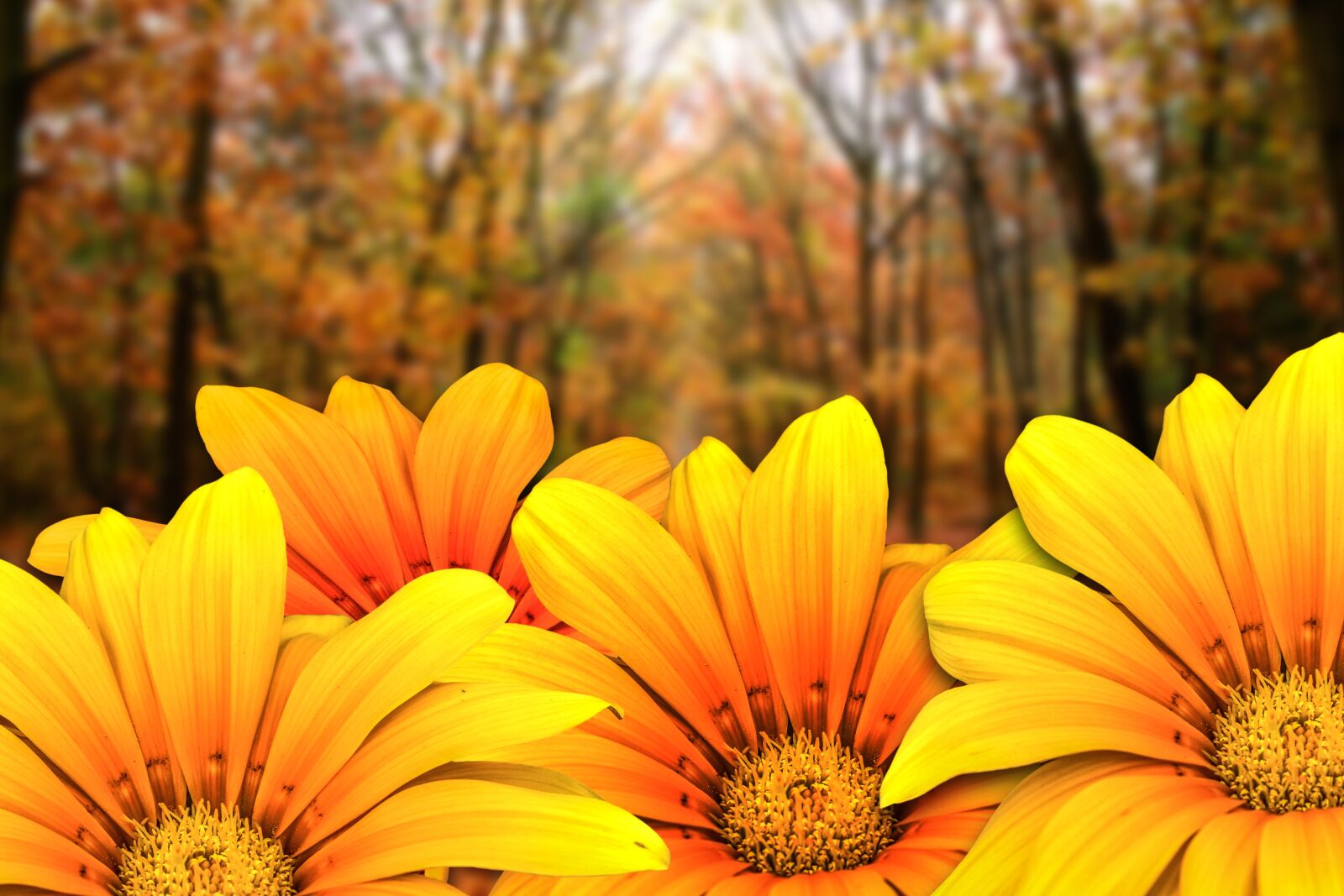 Nikon D3400 sample photo. Flowers g rbel, beautiful photography