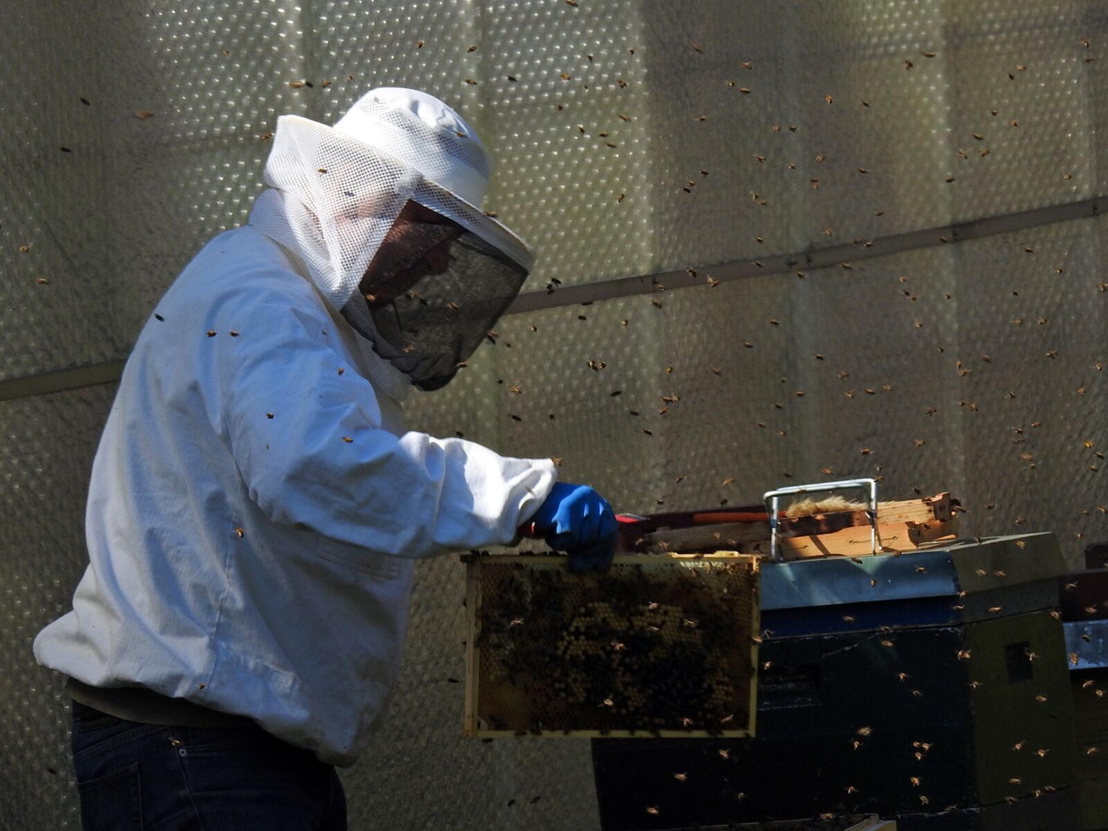 Nikon Coolpix P900 sample photo. Beekeeper, bees, bee hives photography