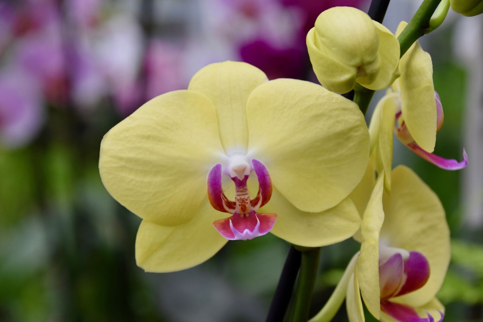 Nikon D5600 sample photo. Flower, orchid, yellow flower photography
