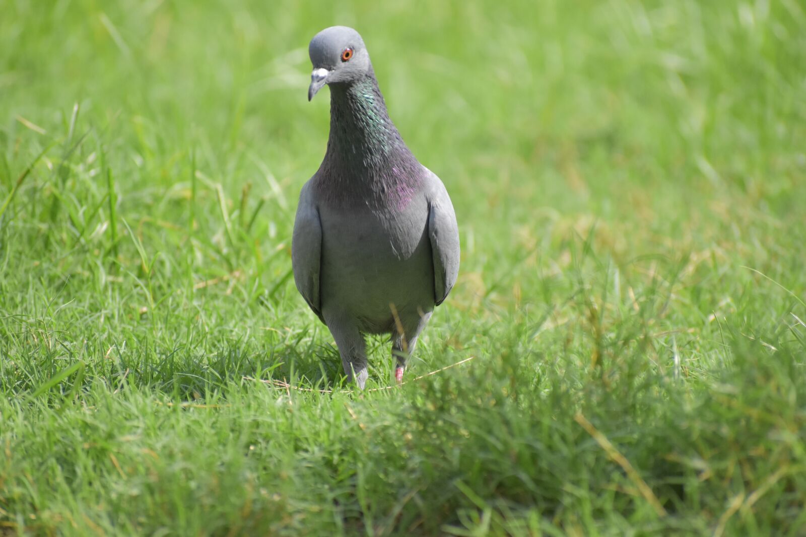 Nikon D5600 sample photo. Pigeon, bird, columbidae photography