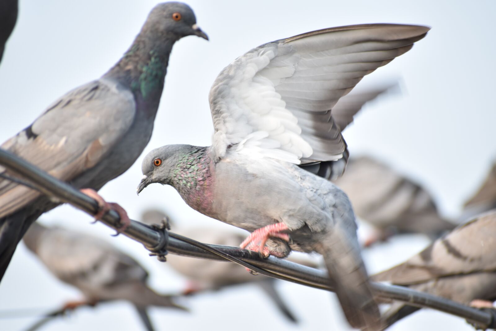 Nikon D5600 sample photo. Feathers, pigeon, wi photography