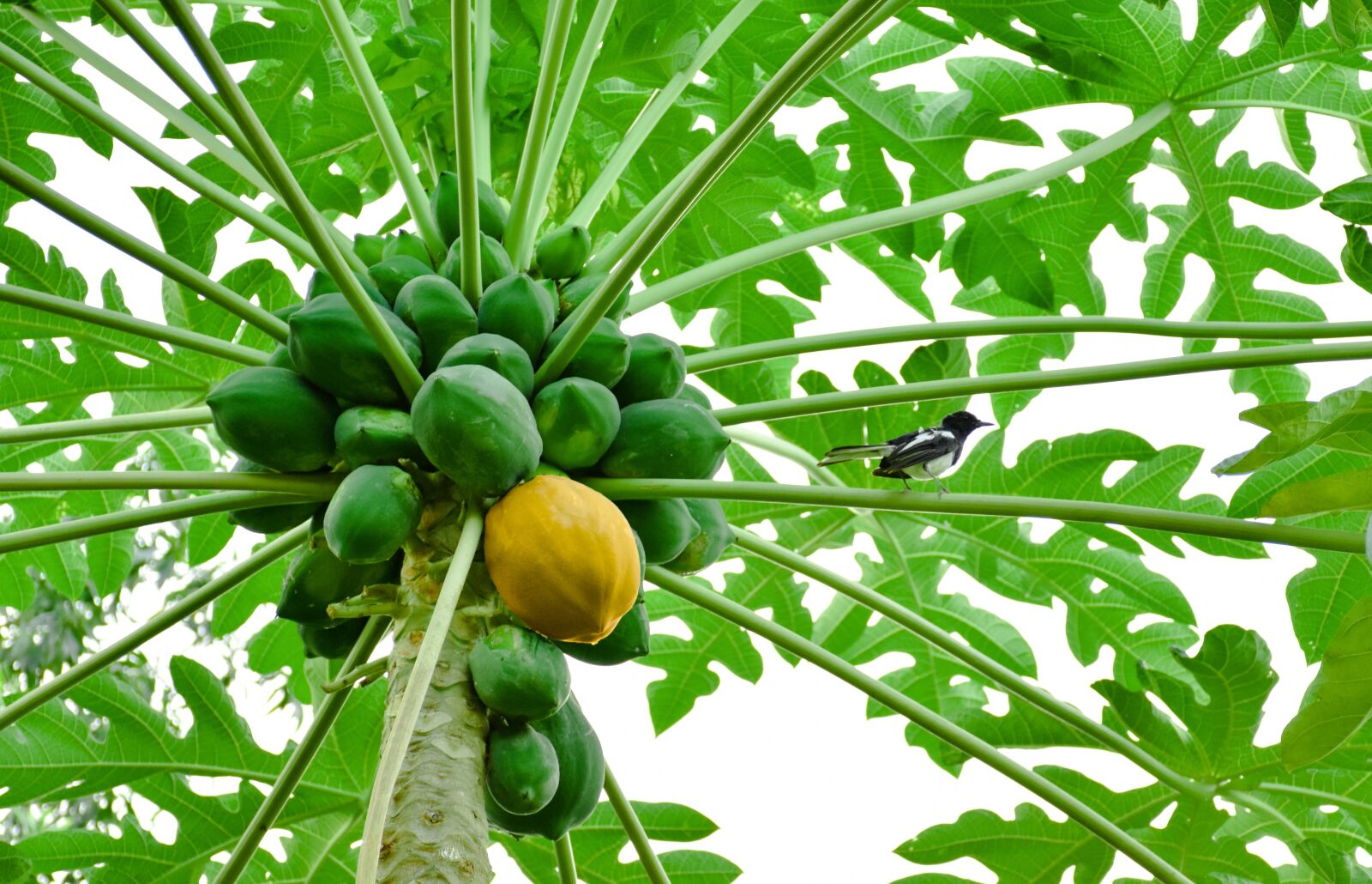 Nikon D7200 sample photo. Papaya, yellow papaya, green photography