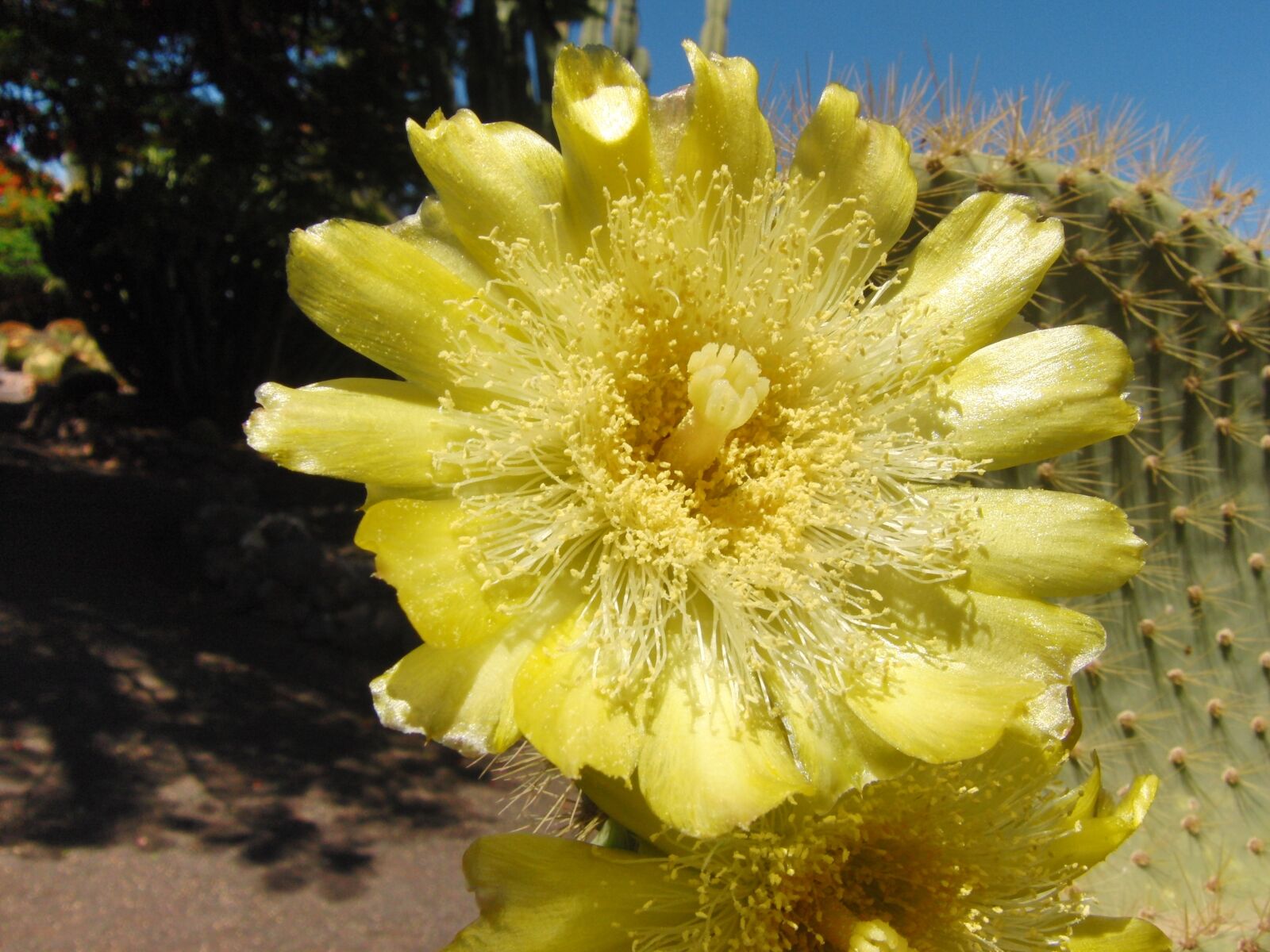 CASIO EX-FH20 sample photo. Cactus, blossom, bloom photography