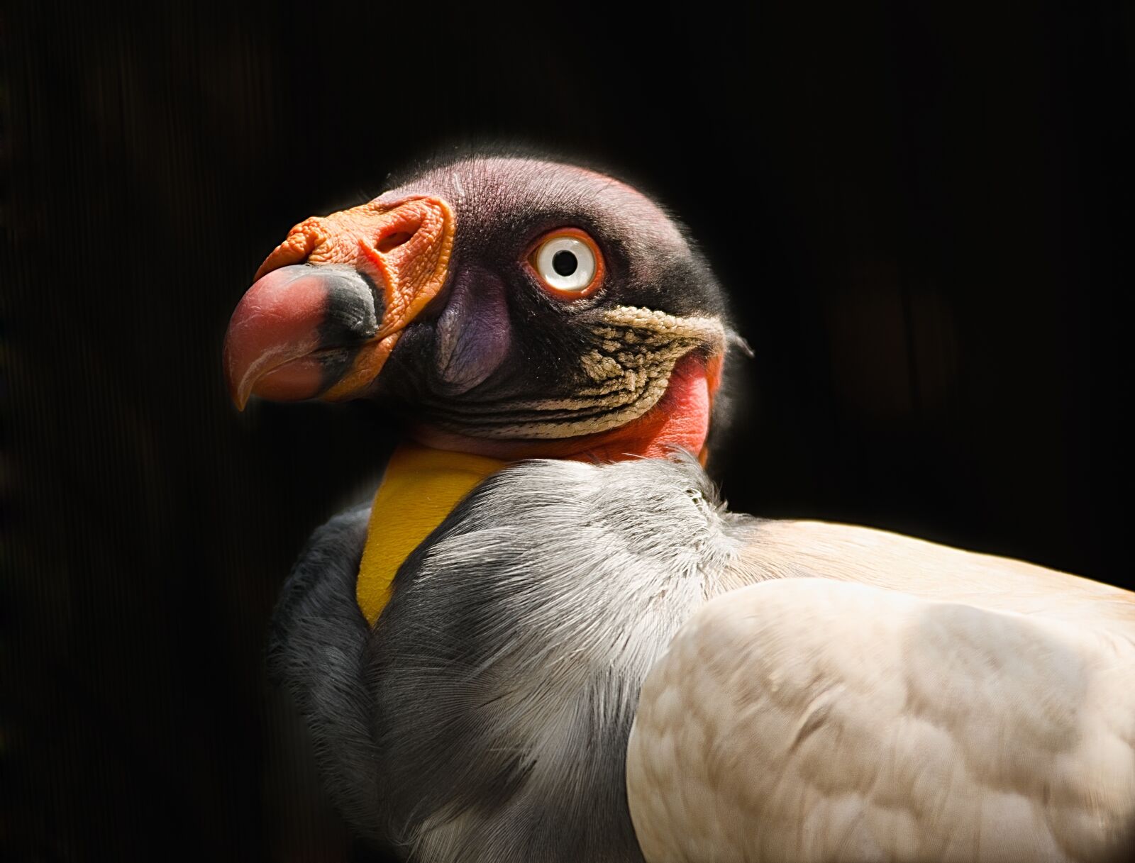 Nikon D7000 sample photo. Vulture, king vulture, colour photography