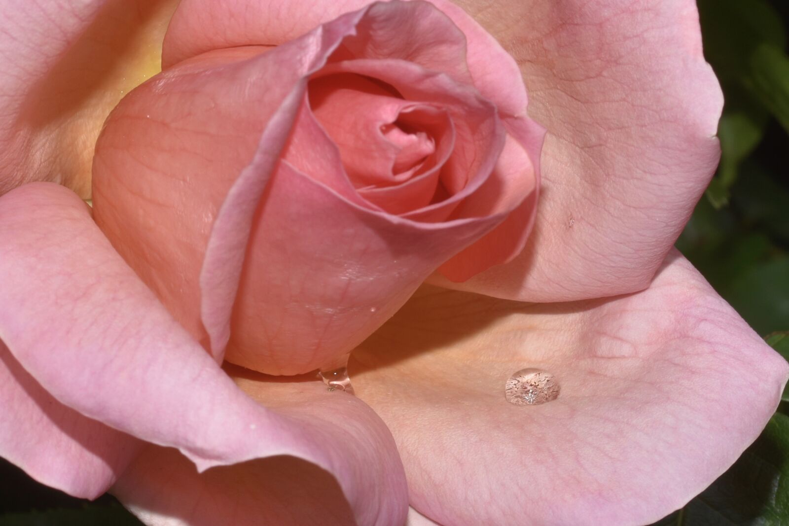 Nikon D810 sample photo. Pink, flower, spring photography