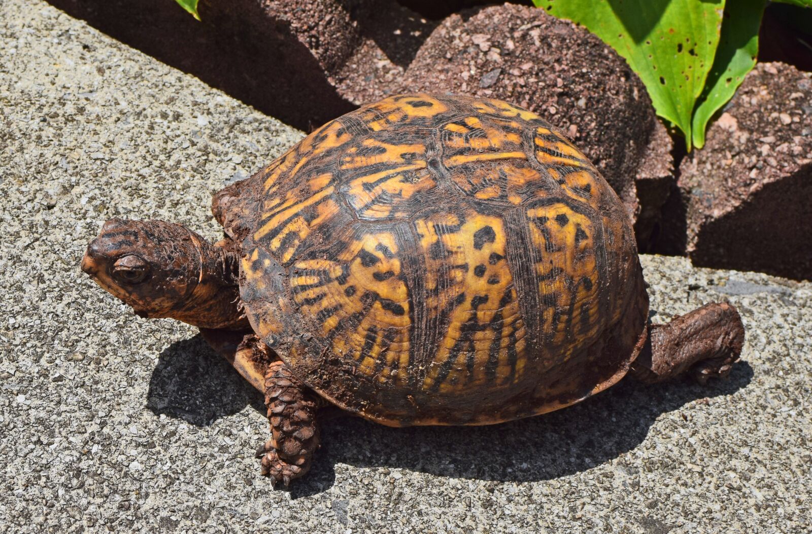 Nikon D3300 sample photo. Eastern box turtle on photography