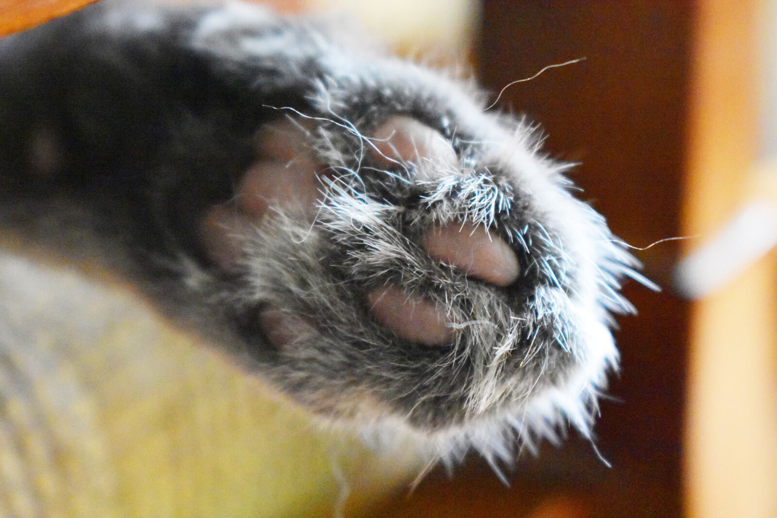 Nikon D3400 sample photo. Cat, beans, grey photography