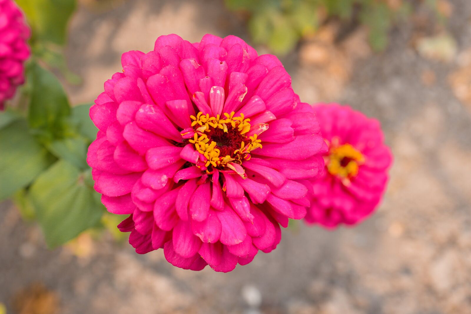 Canon EOS 100D (EOS Rebel SL1 / EOS Kiss X7) sample photo. Zinnia, flowers, petals photography