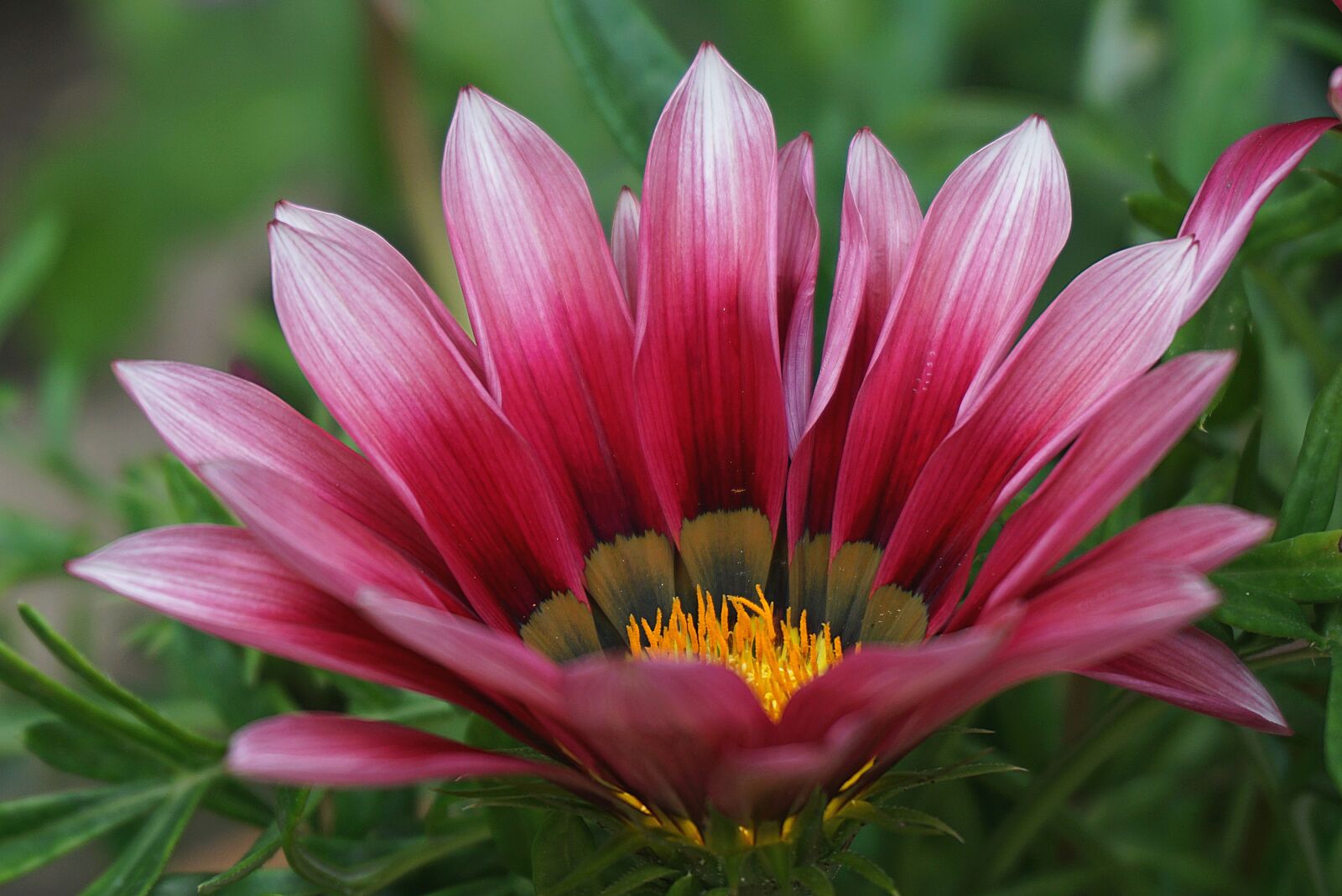 Sony a6000 sample photo. Gazania, flower, blooming photography