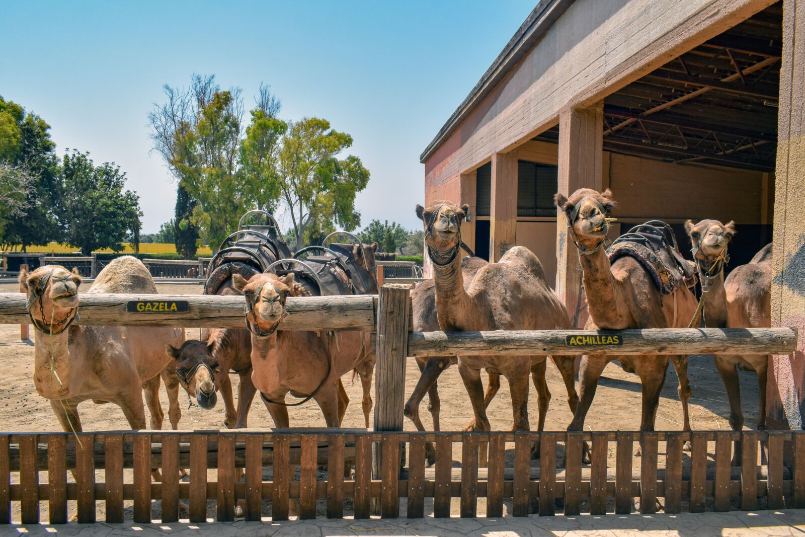 Nikon D3300 sample photo. Camels, curious, funny photography