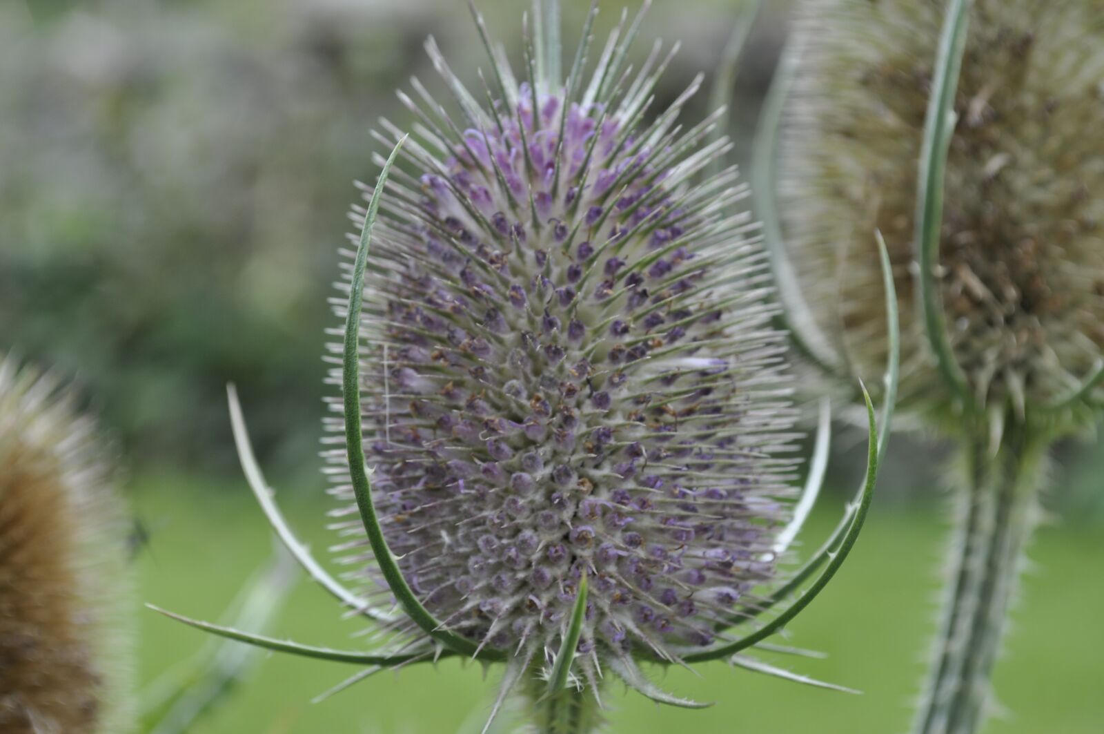 Nikon D5000 sample photo. Thistle, england, scotland photography