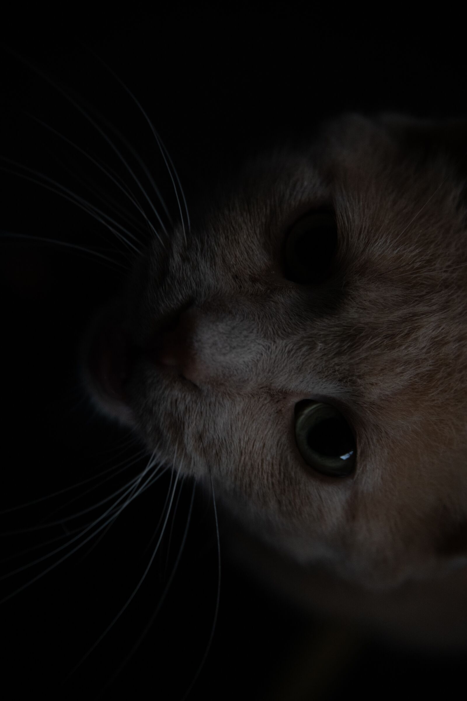 Nikon D850 sample photo. Cat, pet, animal photography