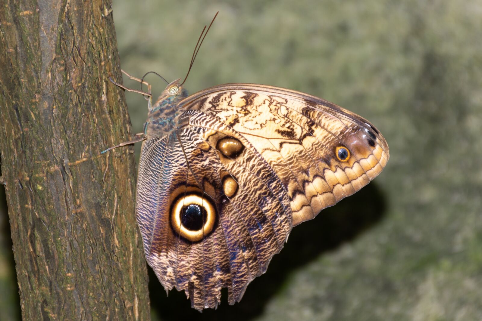 Nikon D7200 sample photo. Butterfly, butterflies, nature photography