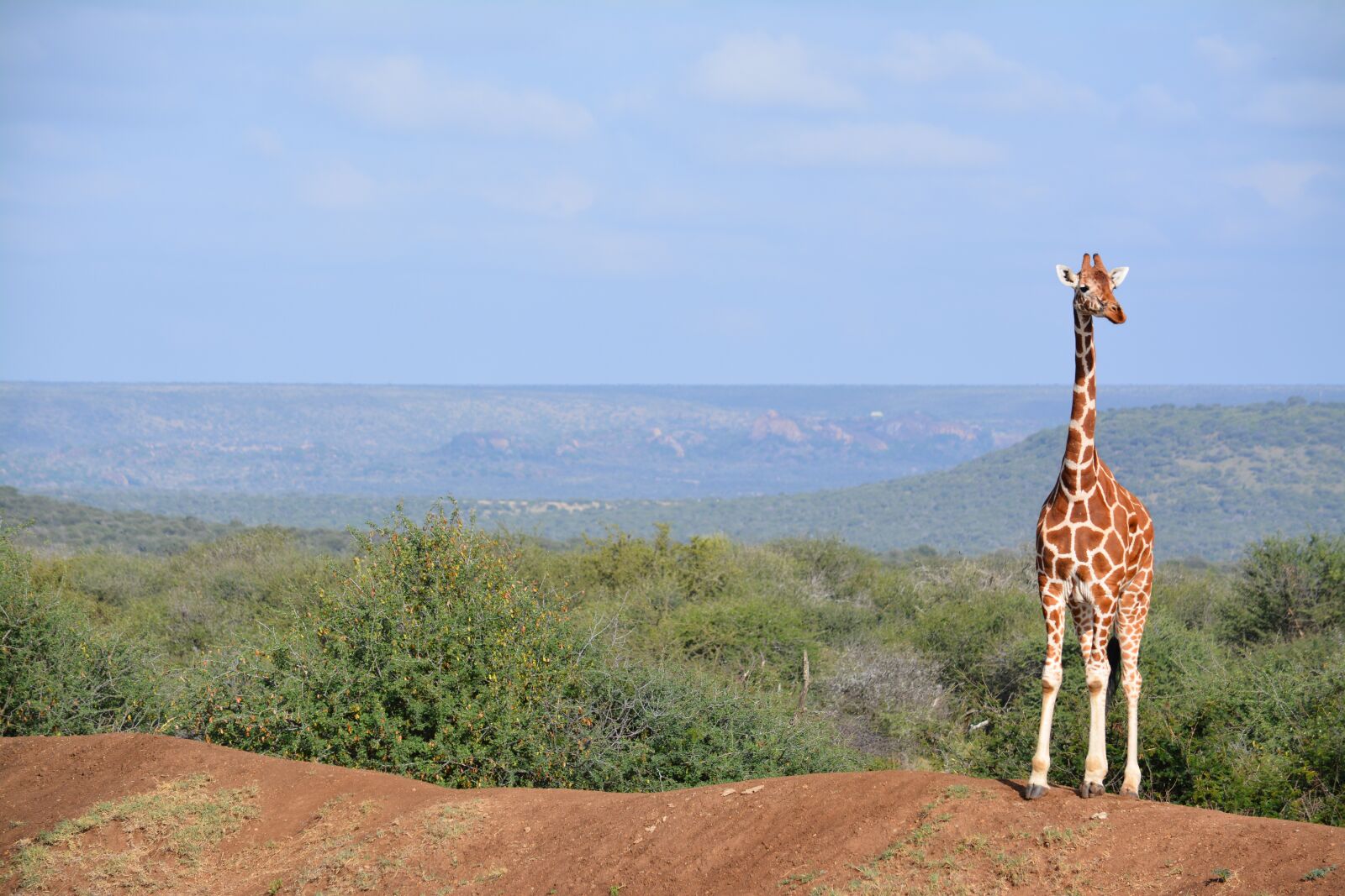 Nikon D7100 sample photo. Africa, african, giraffe, panoramic photography