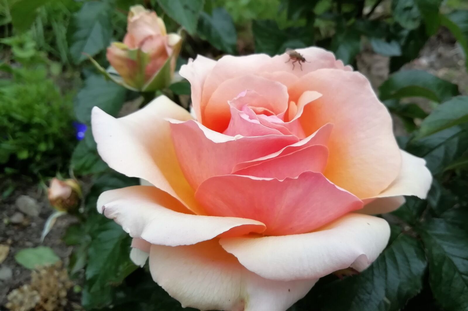 HUAWEI FIG-LX1 sample photo. Rose, peach, pink photography