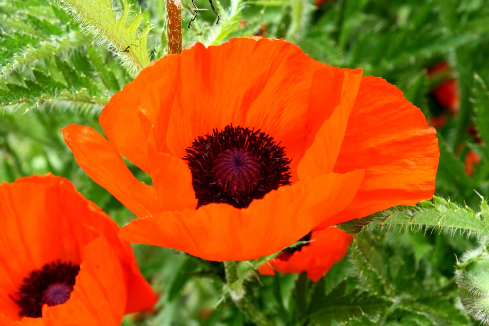 Canon EOS 1000D (EOS Digital Rebel XS / EOS Kiss F) + f/3.5-5.6 IS sample photo. Orange colored petals, poppy photography