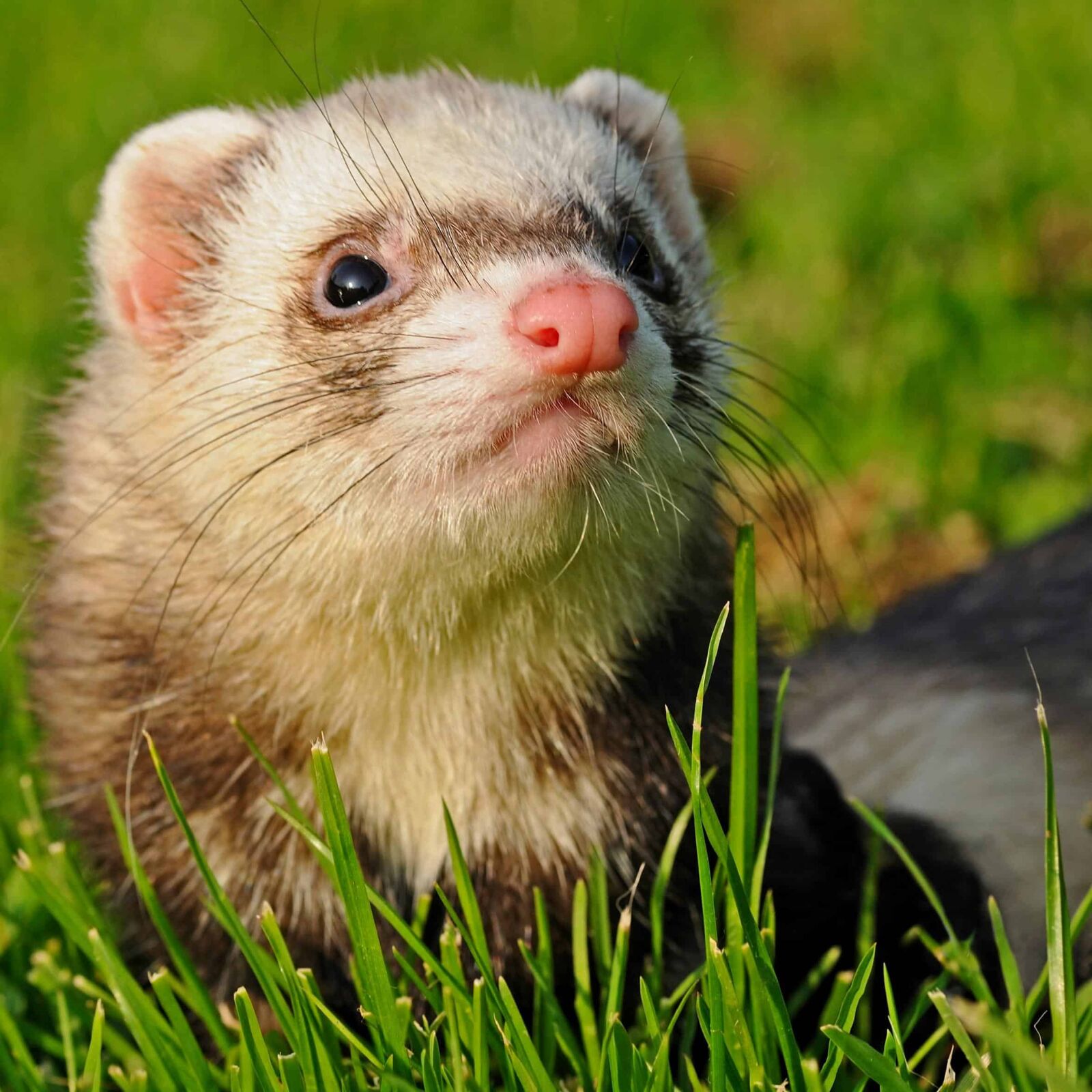 Nikon D300 sample photo. Weasel, animal, fur, wildlife photography