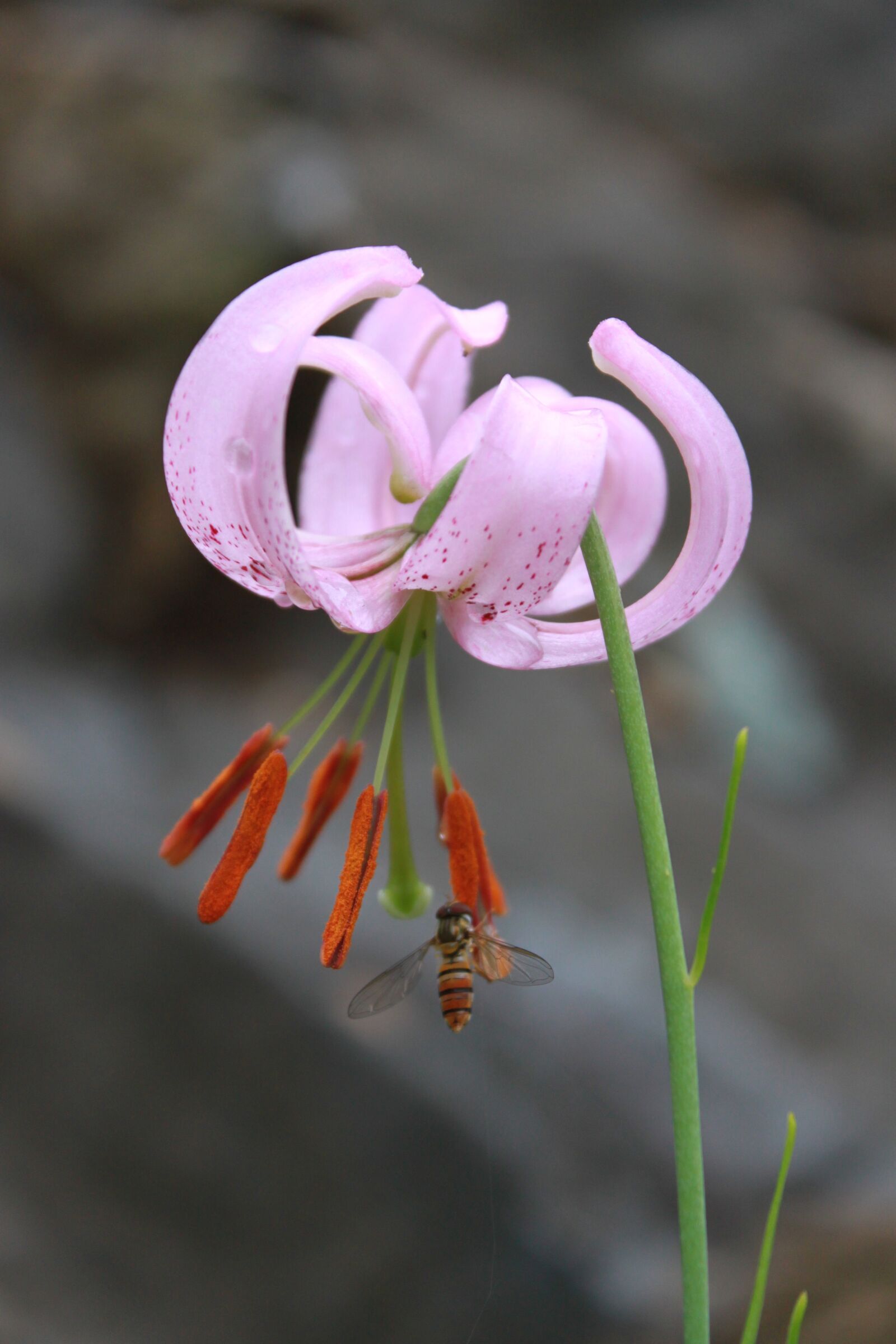 Canon EOS 500D (EOS Rebel T1i / EOS Kiss X3) sample photo. How do, wildflower, flowers photography