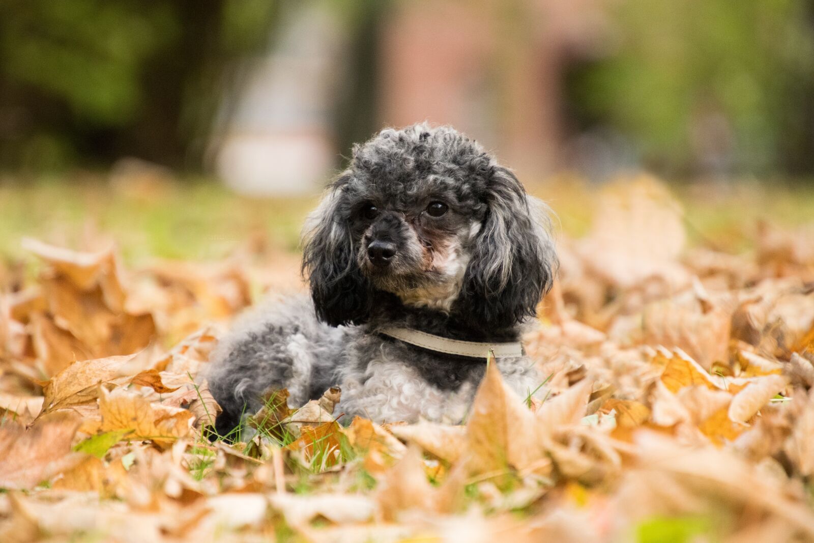 Nikon D3300 sample photo. Cute, dog, poodle photography