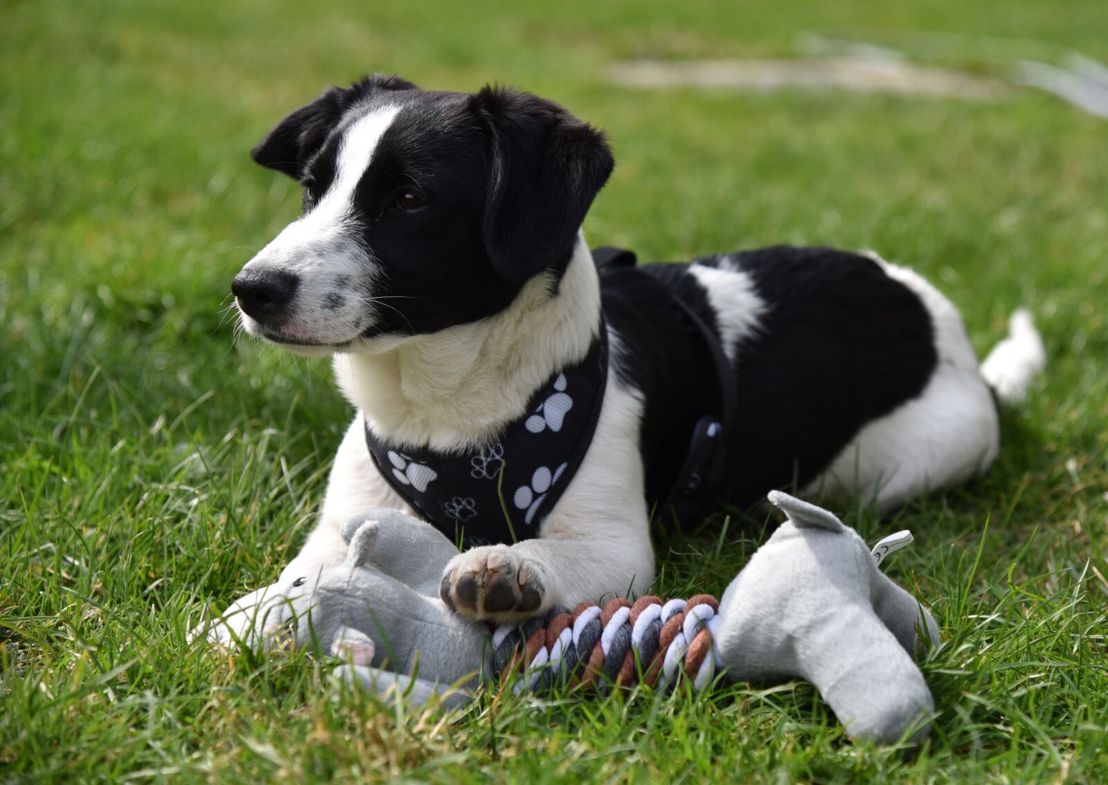 Nikon D750 sample photo. Dog, young, meadow photography