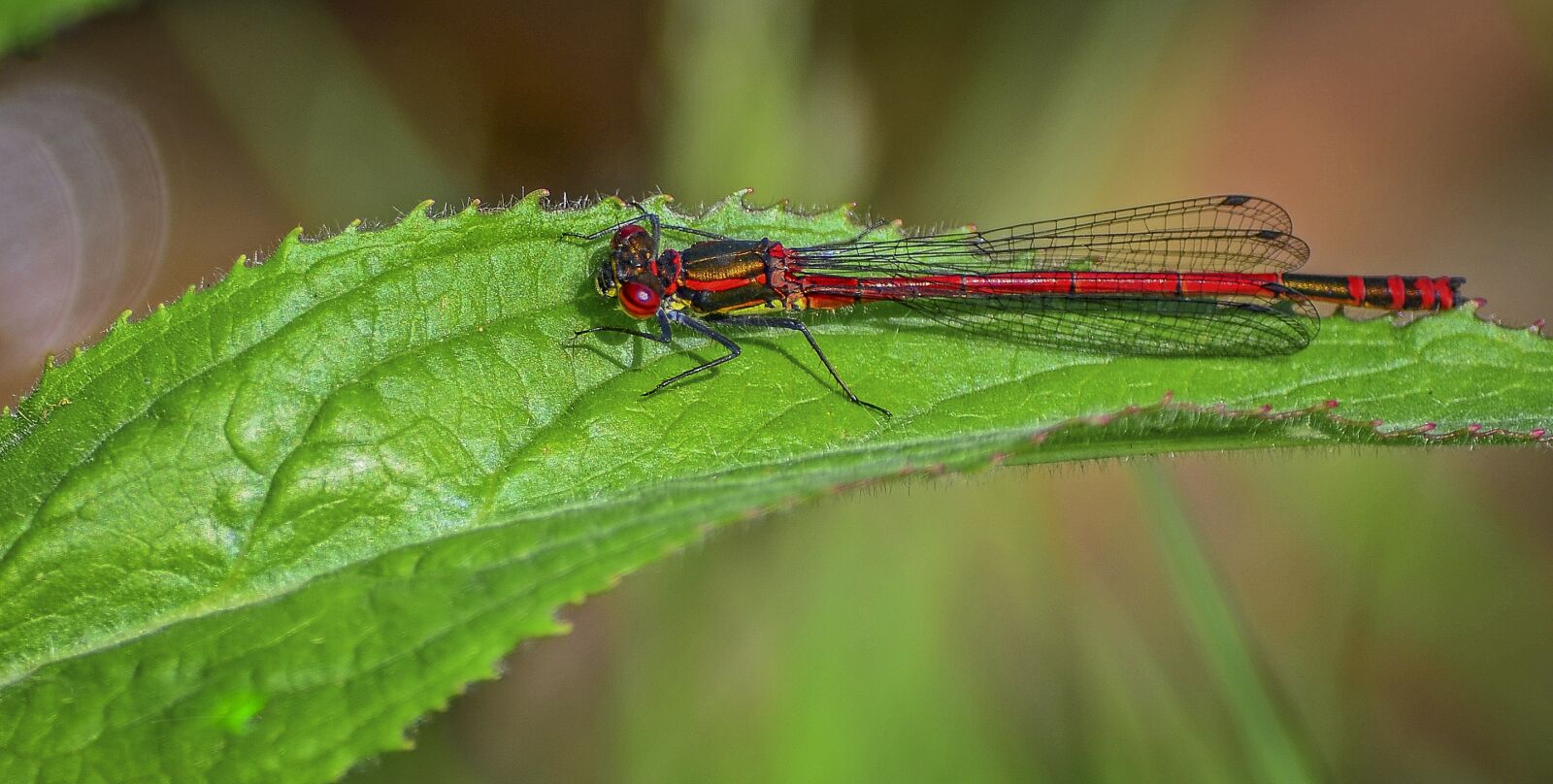 Nikon D5100 sample photo. Damselfly, large red, odonata photography