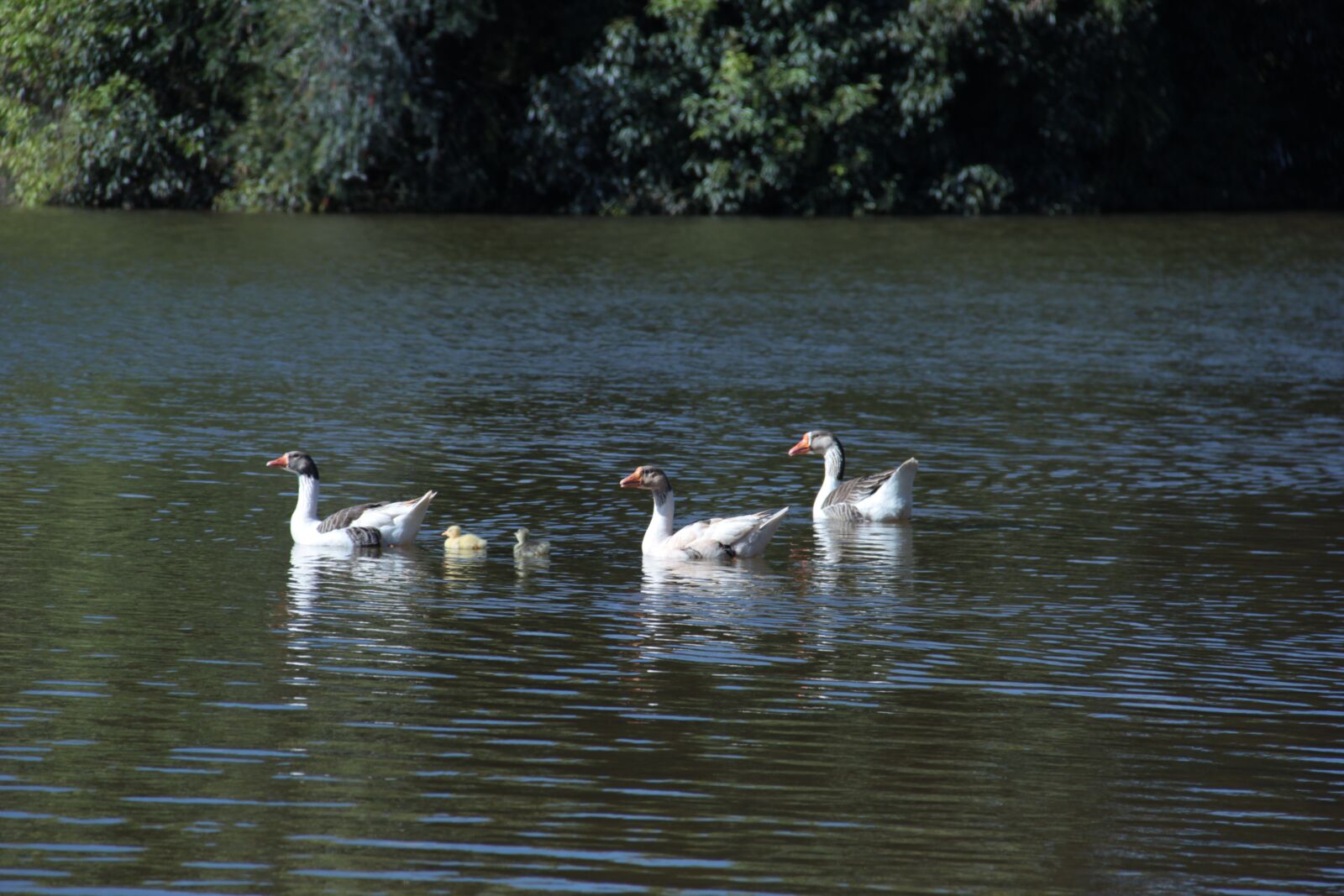 Canon EF-S 18-135mm F3.5-5.6 IS sample photo. Duck, ducks, nature photography