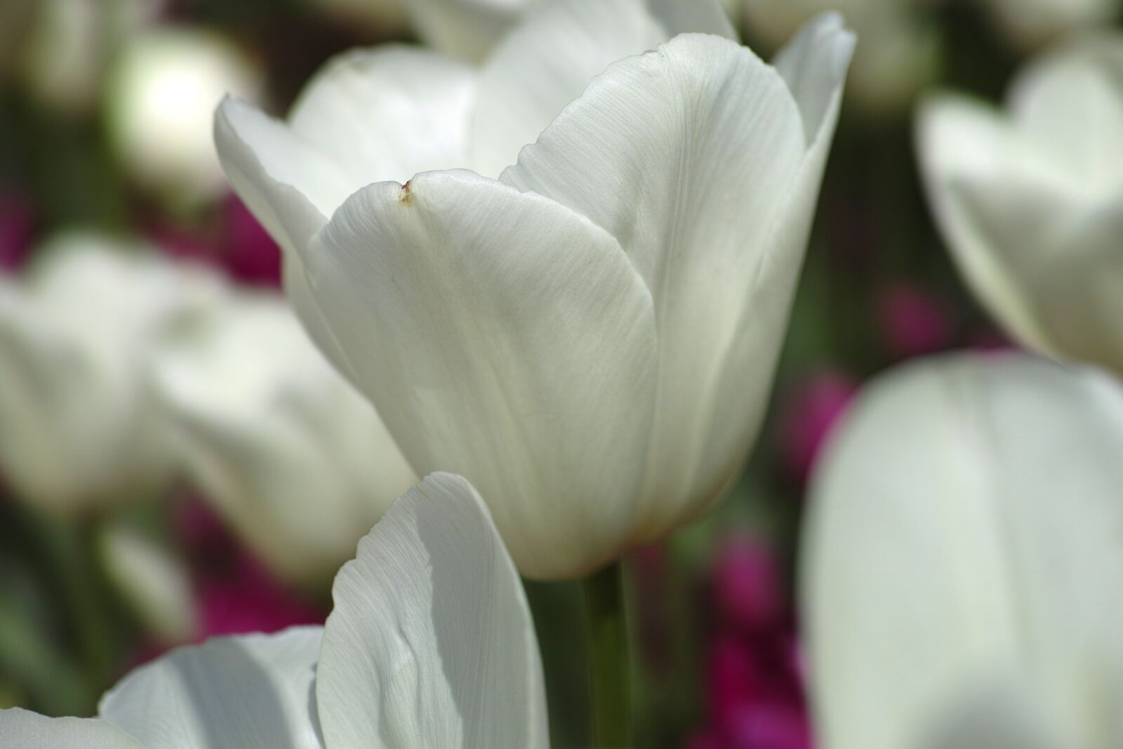 Sigma DP3 Merrill sample photo. Tulips, flower, tulip festival photography