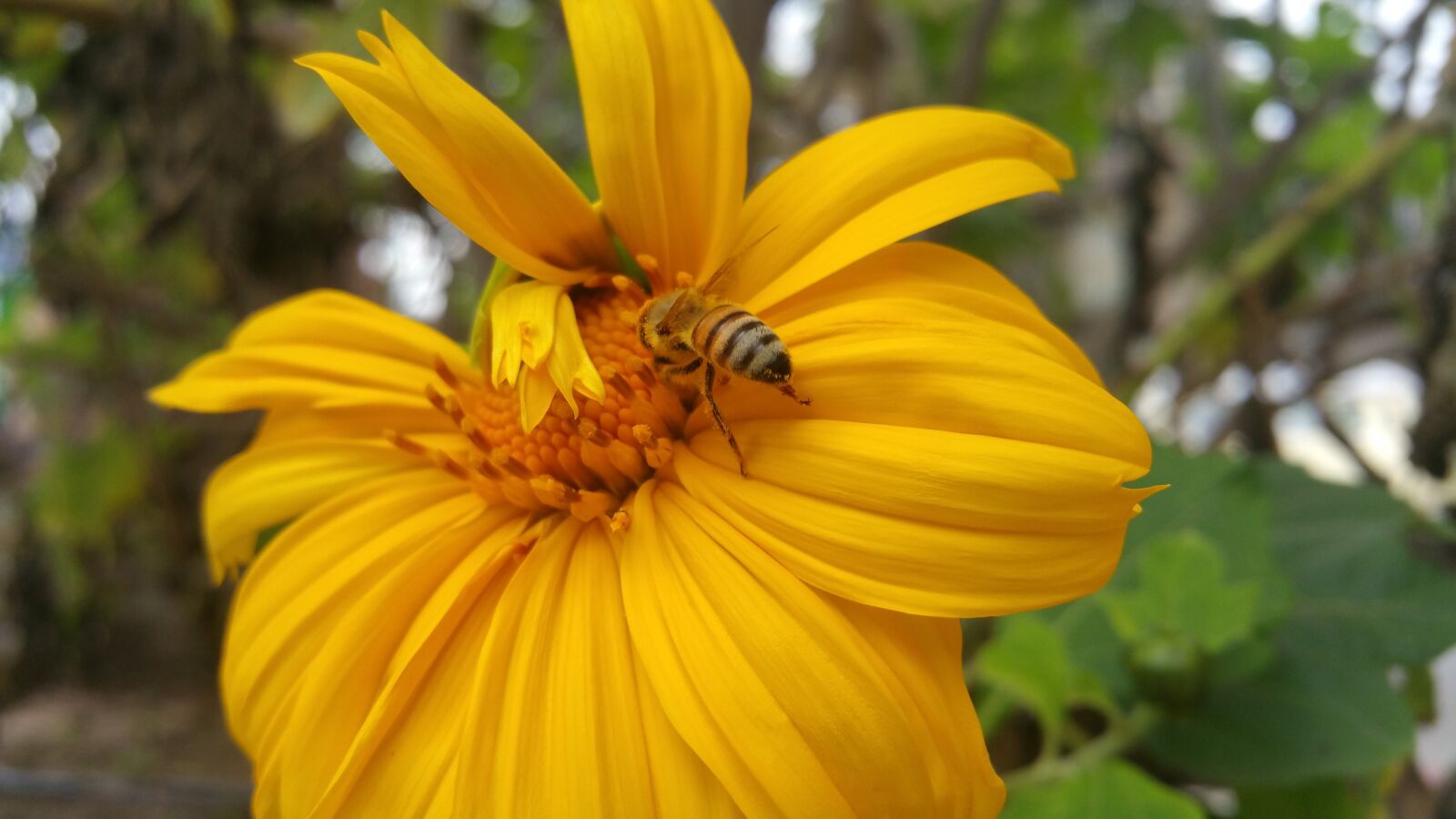 Samsung Galaxy Note4 sample photo. Nature, flora, flower photography