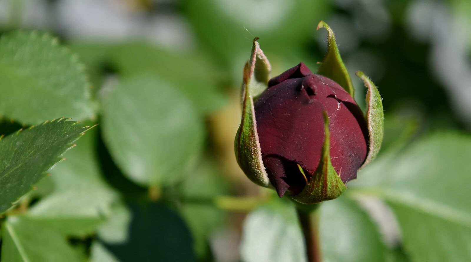 Nikon D5500 sample photo. Flower bud, flower garden photography