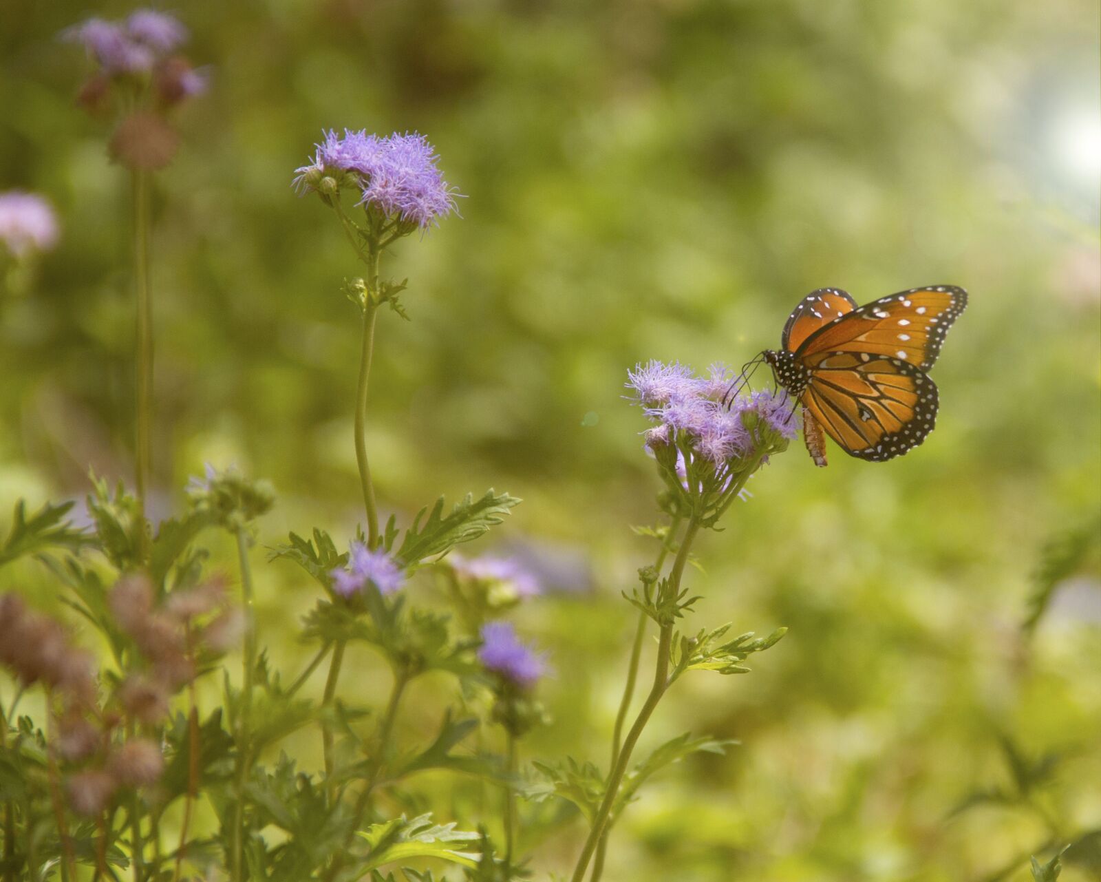 Canon EF-S 18-135mm F3.5-5.6 IS sample photo. Butterfly, flowers, summer photography