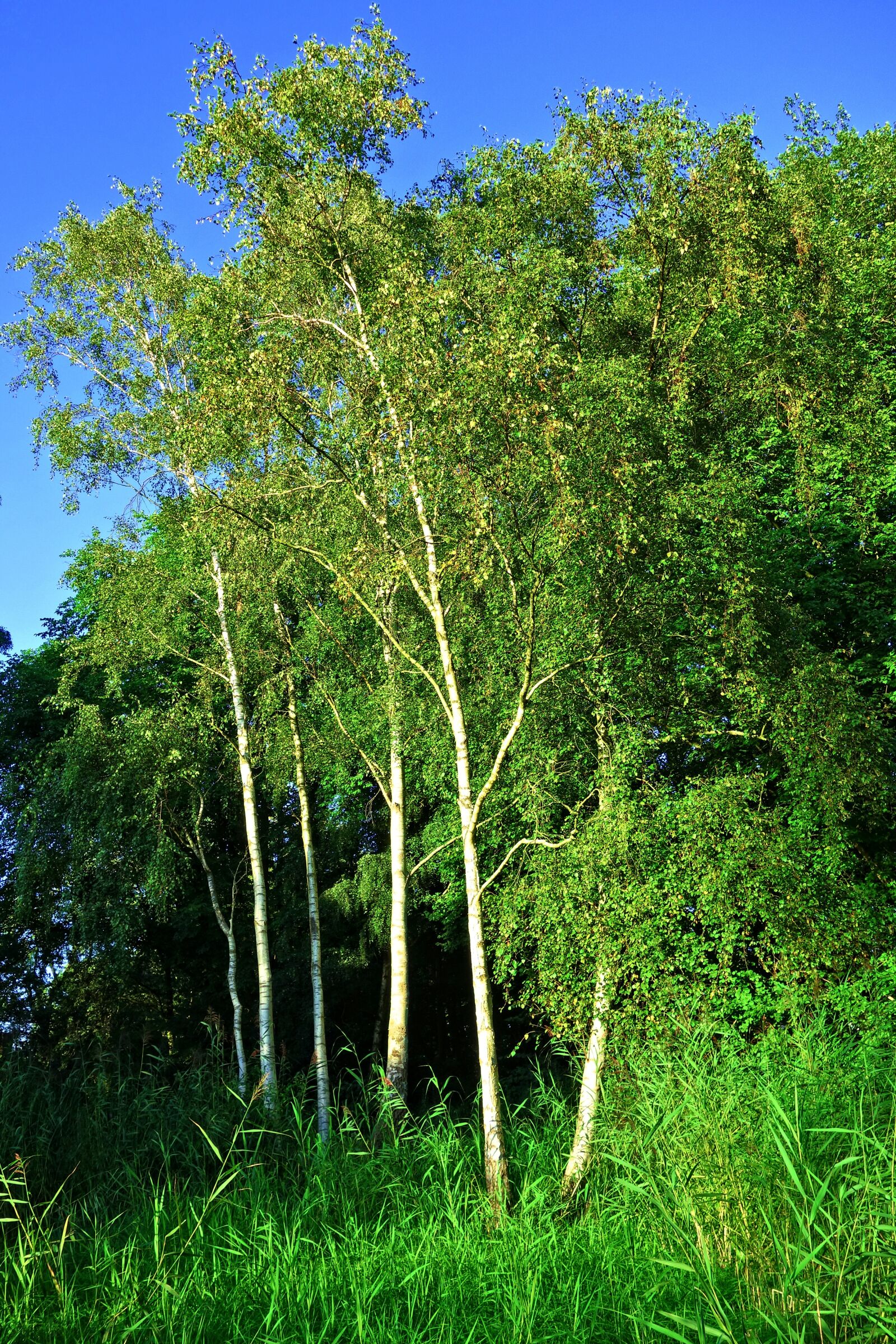 Sony Cyber-shot DSC-RX100 sample photo. Birch, tree, birch tree photography