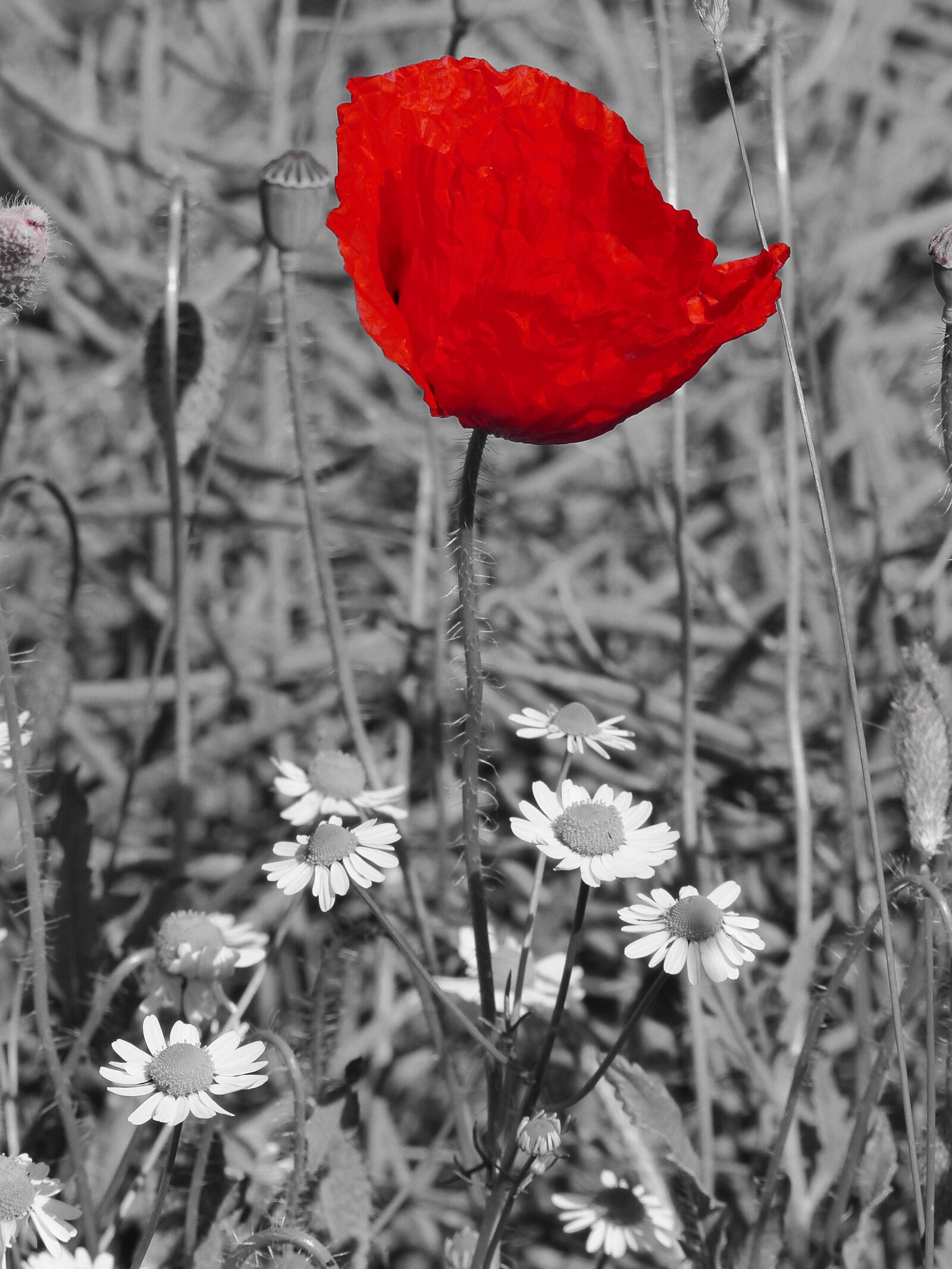 Panasonic Lumix DMC-FZ200 sample photo. Poppy, blossom, bloom photography