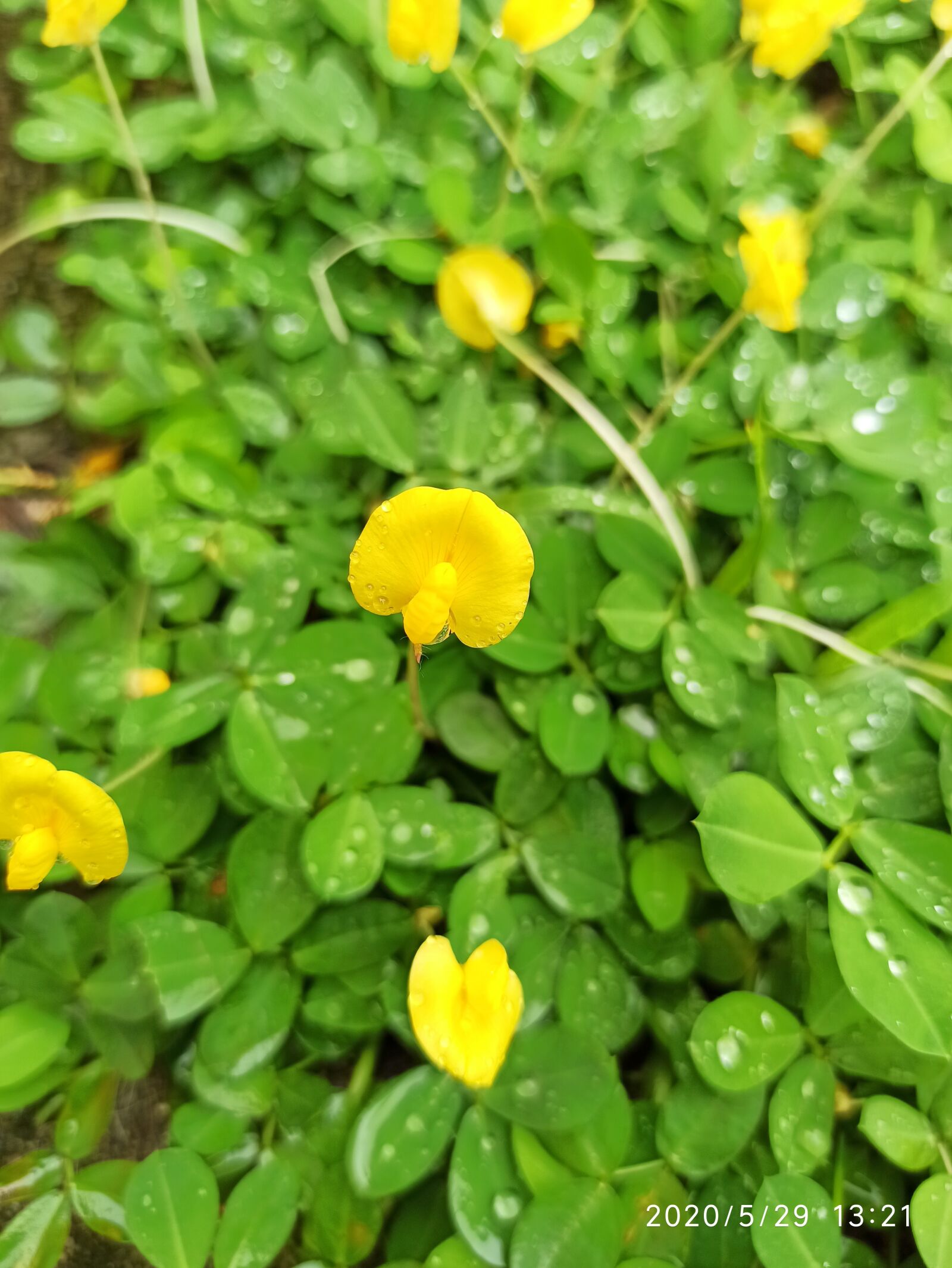 Xiaomi Redmi Note 8 Pro sample photo. Flowers, small, yellow photography