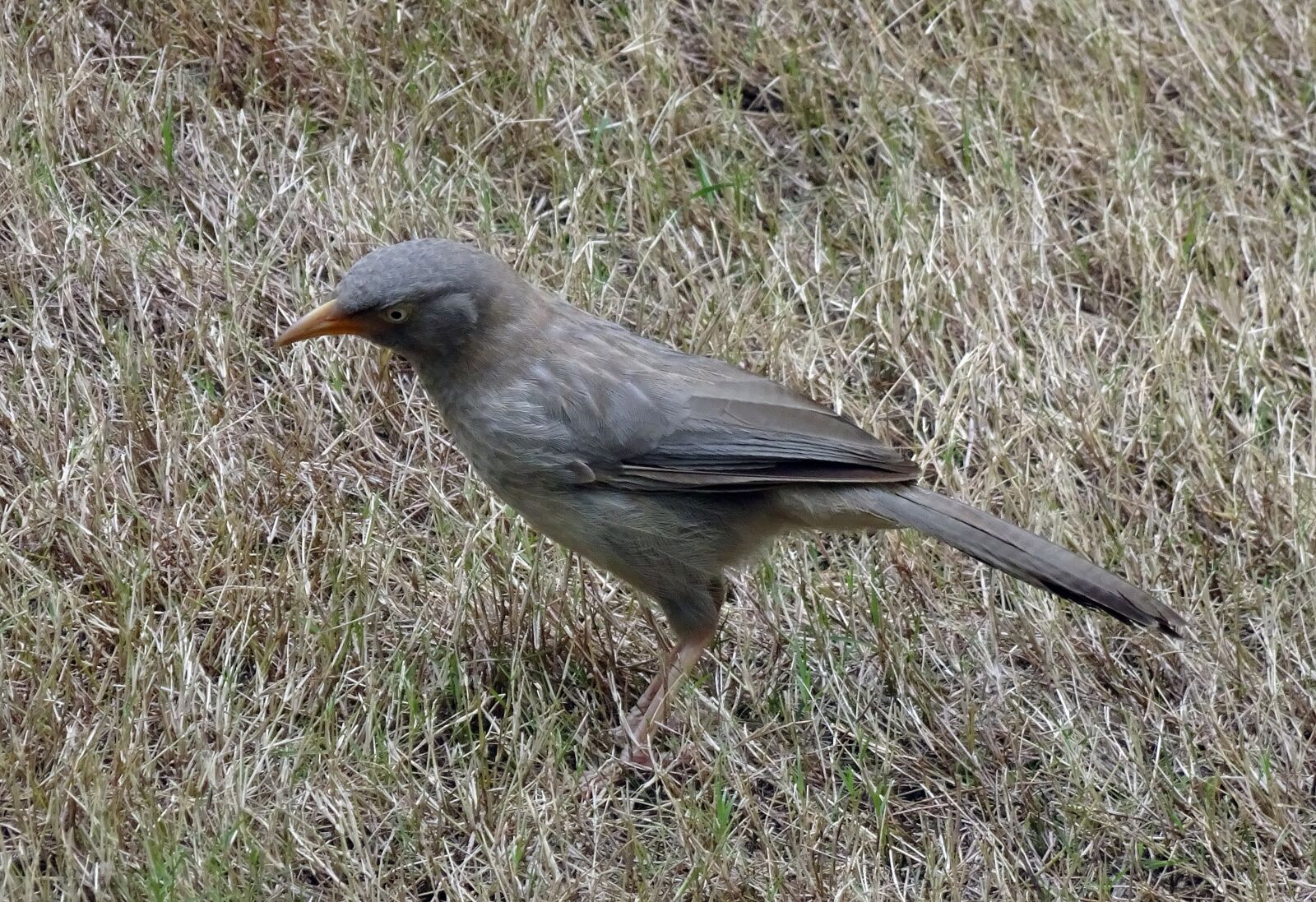 Sony Cyber-shot DSC-HX90V sample photo. Jungle babbler, turdoides striata photography