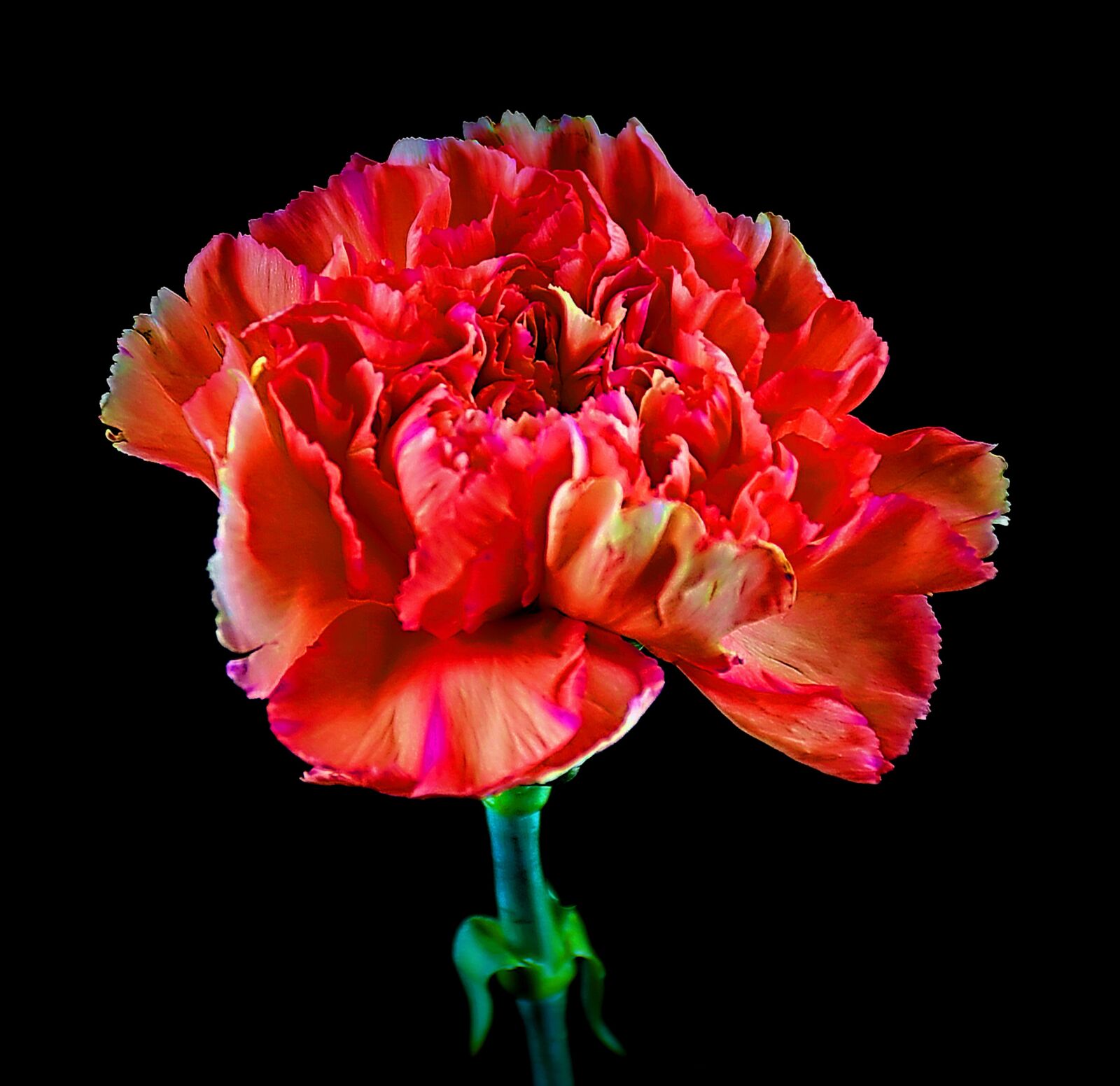 Nikon D5500 sample photo. Carnation, flower, nature photography