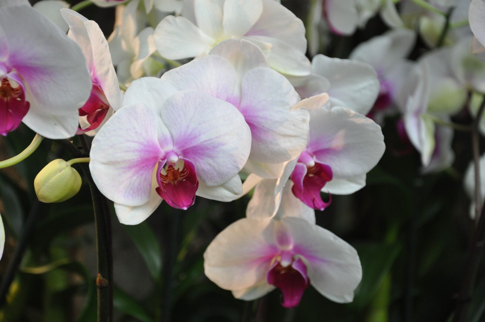 Nikon D5000 sample photo. Orchids, ny botanical gardens photography