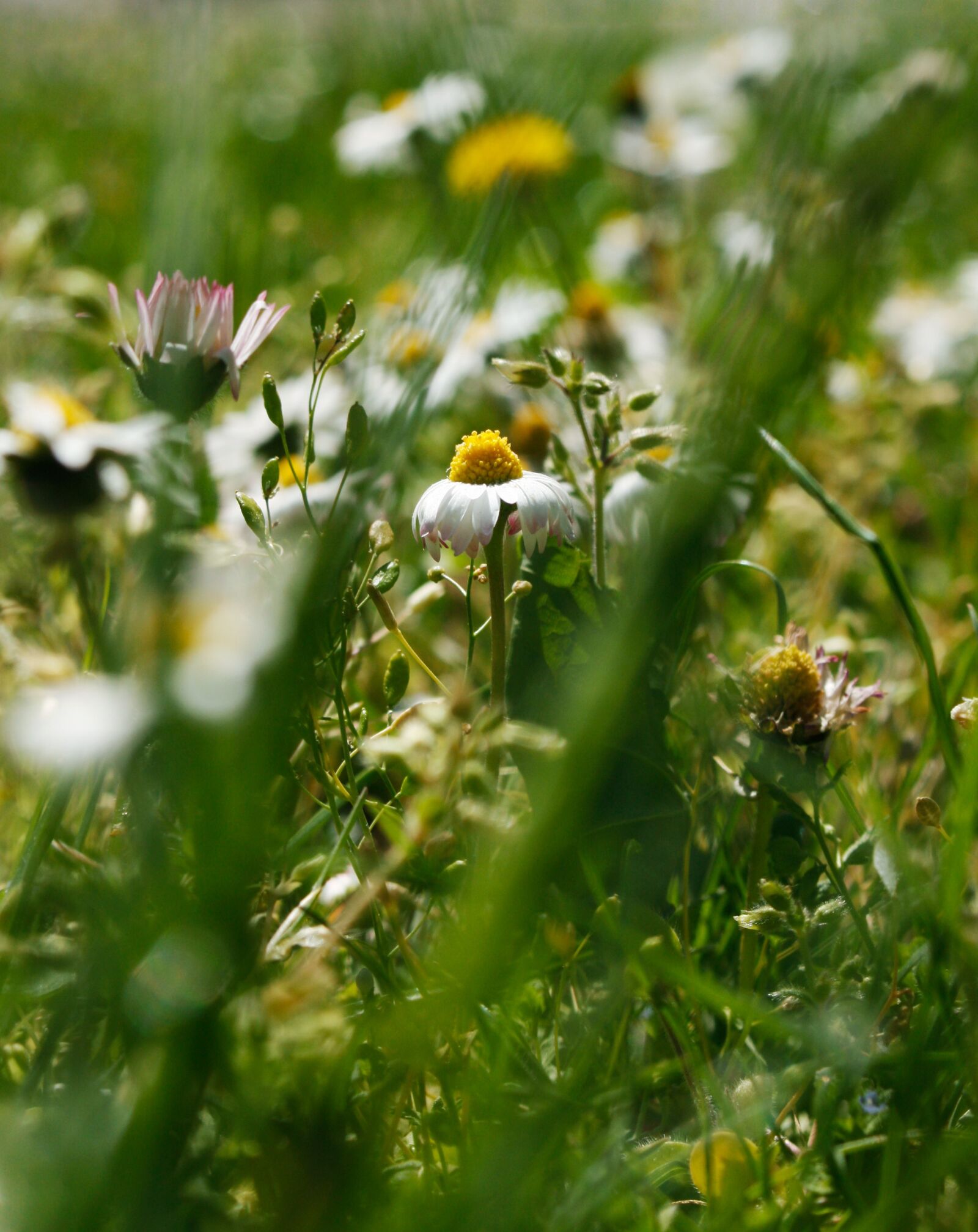 Canon EOS 450D (EOS Rebel XSi / EOS Kiss X2) sample photo. Daisy, stadiums, wither photography