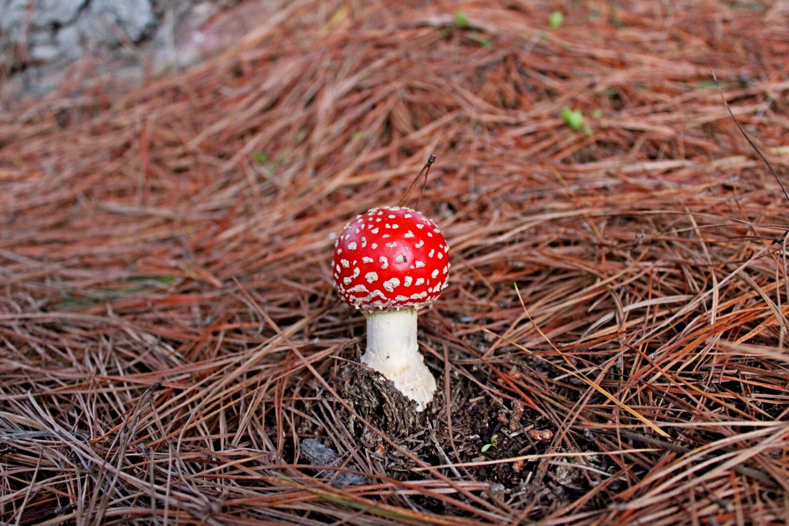 Canon EOS 1200D (EOS Rebel T5 / EOS Kiss X70 / EOS Hi) sample photo. Fungus, forest, mushroom photography