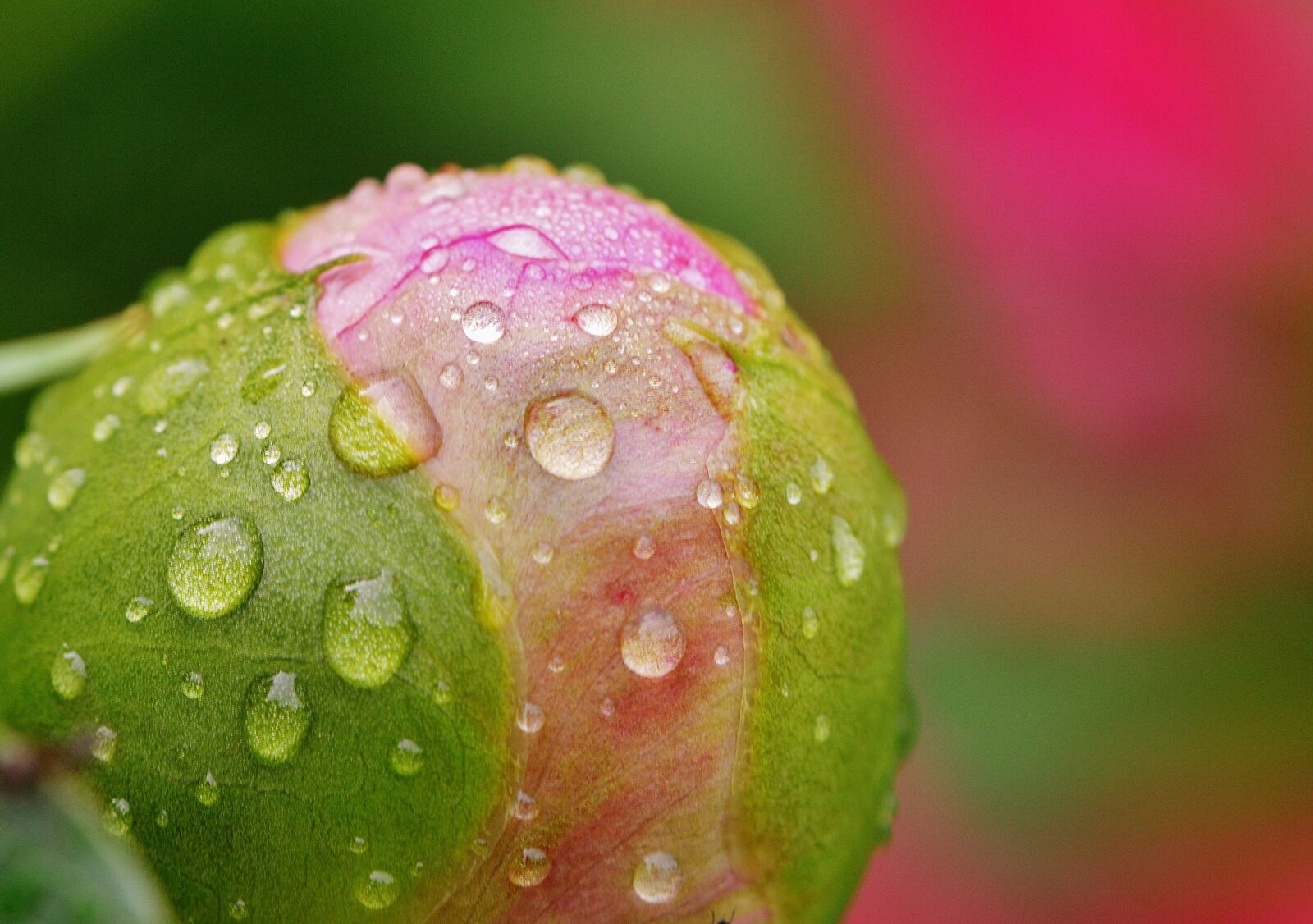 Nikon D3200 sample photo. Peony, rain, drip photography