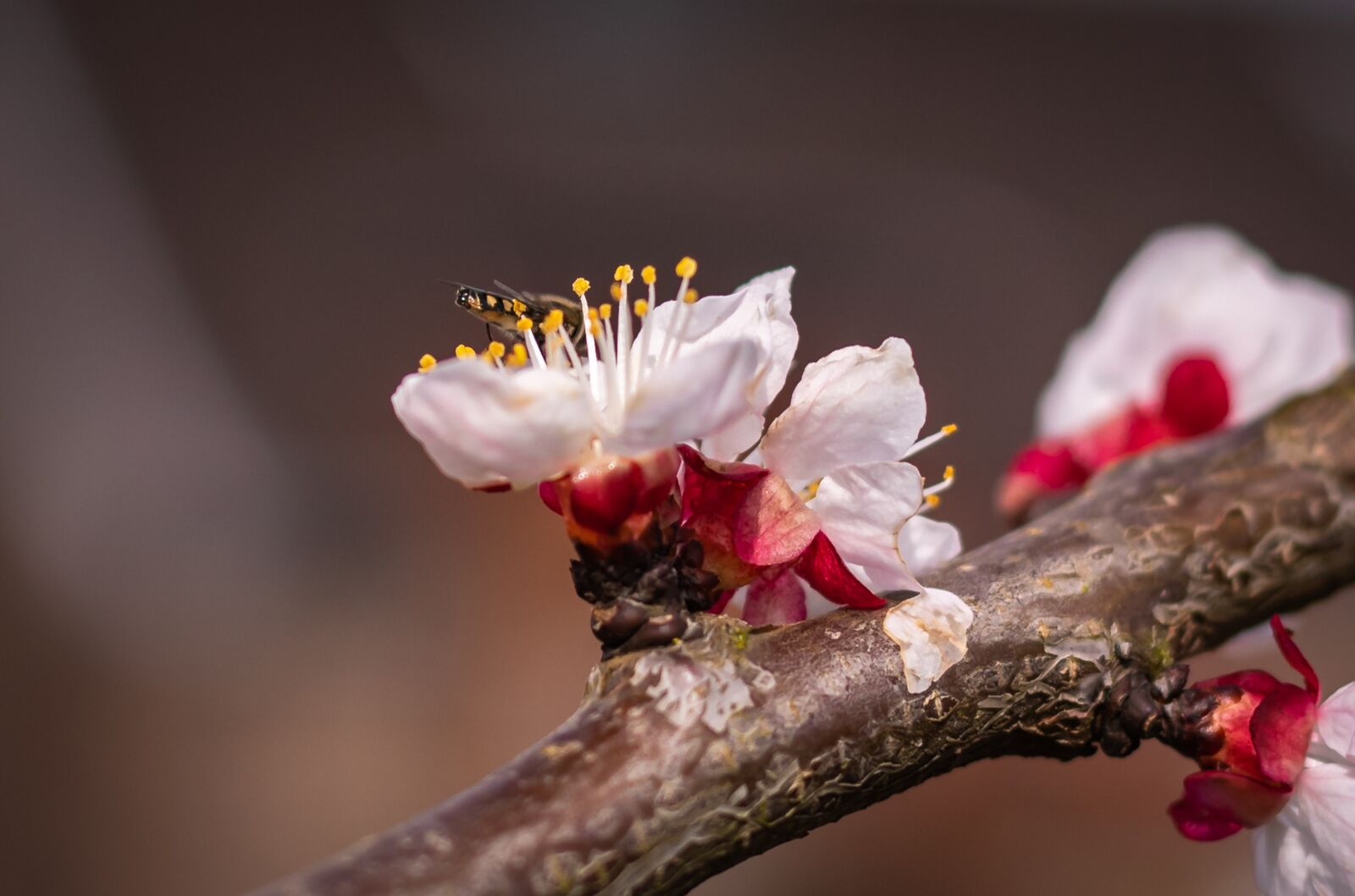 Nikon D750 sample photo. Flowers, spring, apricots photography