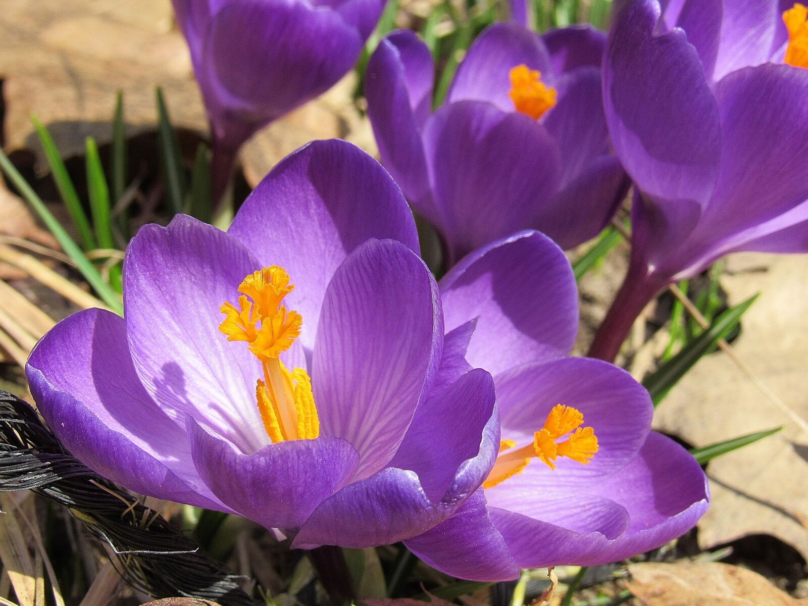 Canon PowerShot SX530 HS sample photo. Crocus, flowers, bloom photography