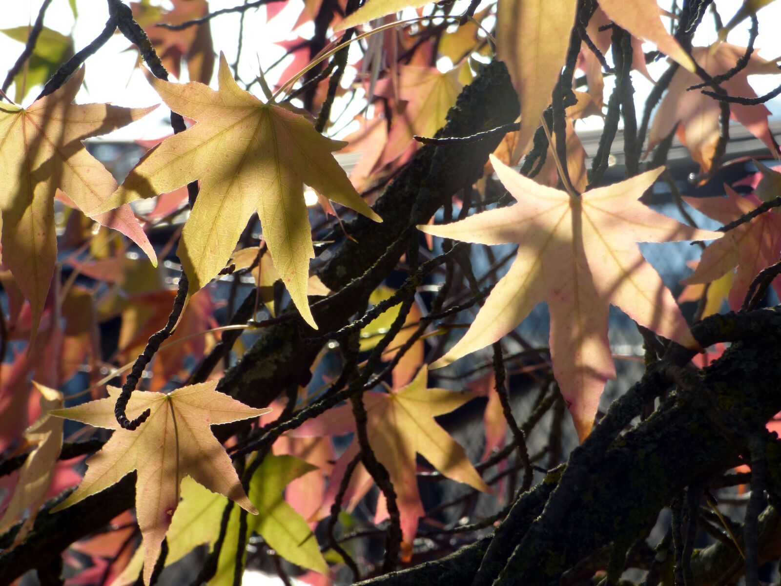 Panasonic DMC-FZ72 sample photo. Leaves, maple, nature photography