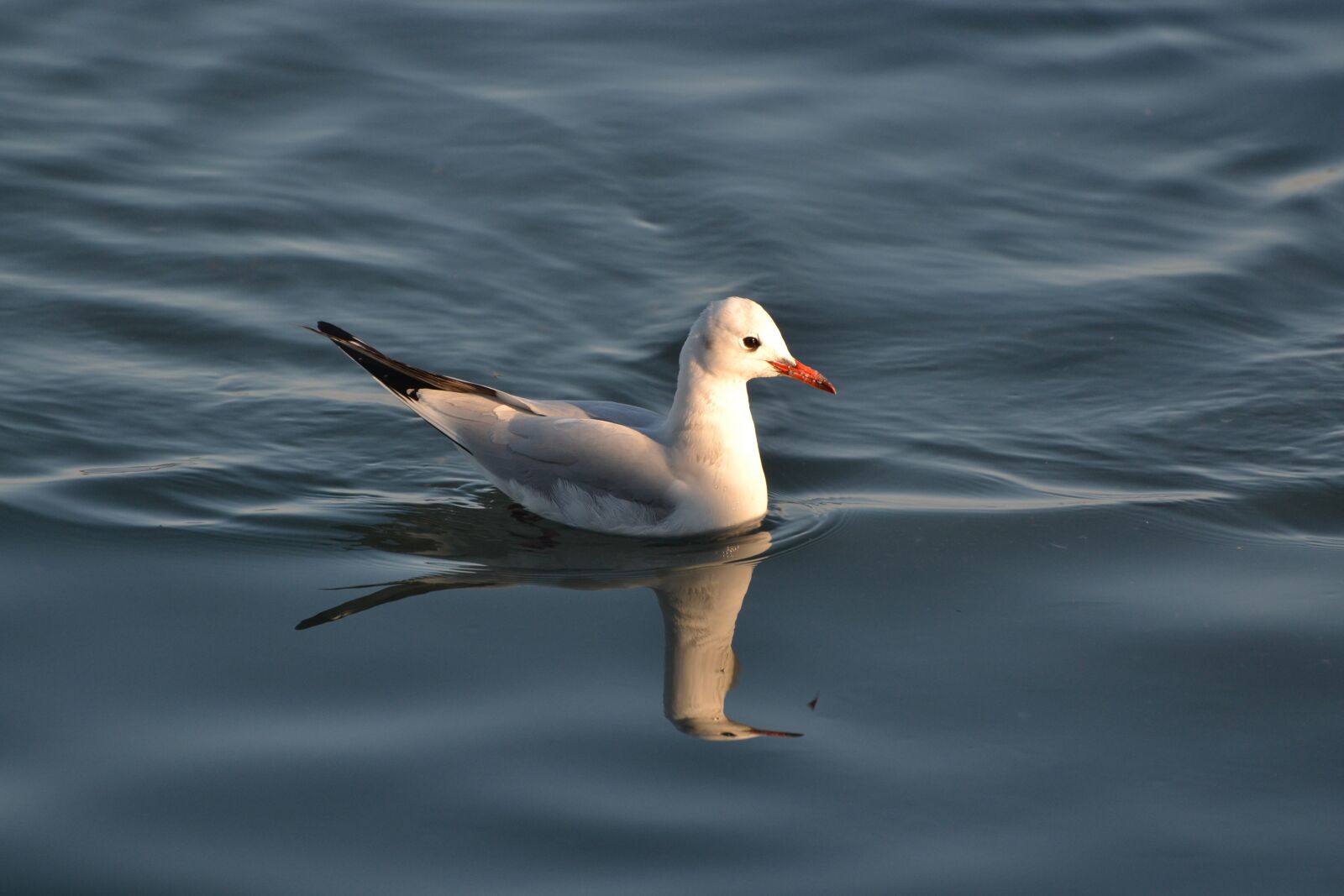 Nikon D3100 sample photo. Seagull, bird, nature photography