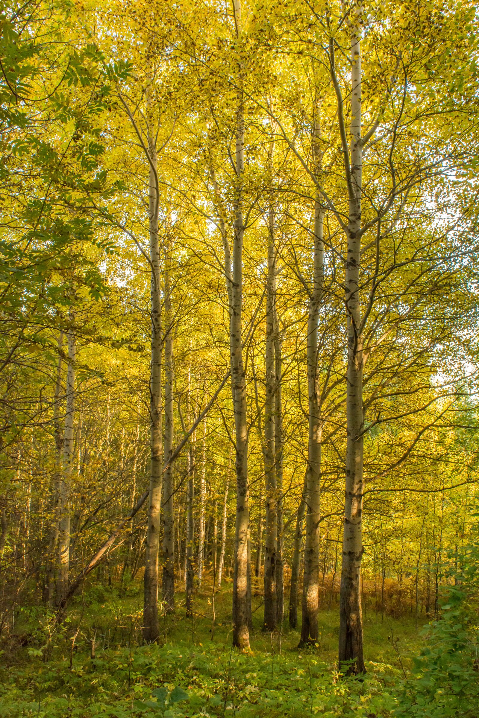 Nikon D5200 sample photo. Forest, autumn, in the photography