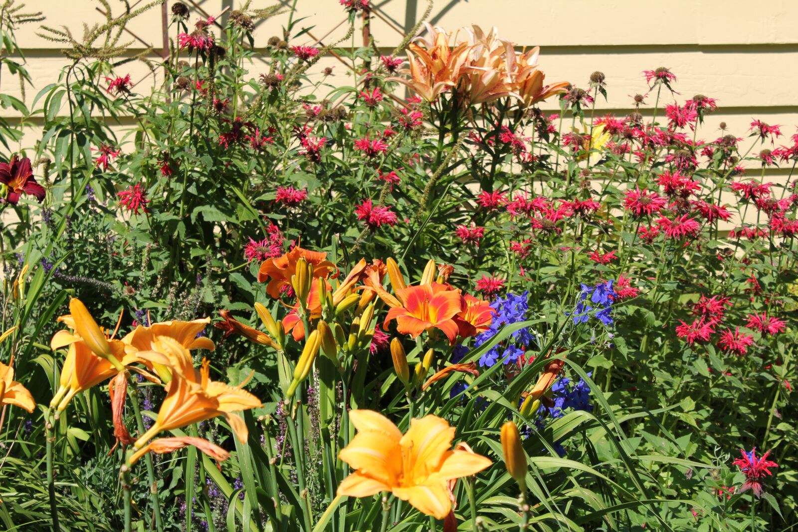 Canon EOS 550D (EOS Rebel T2i / EOS Kiss X4) sample photo. Flowers, garden, farm photography