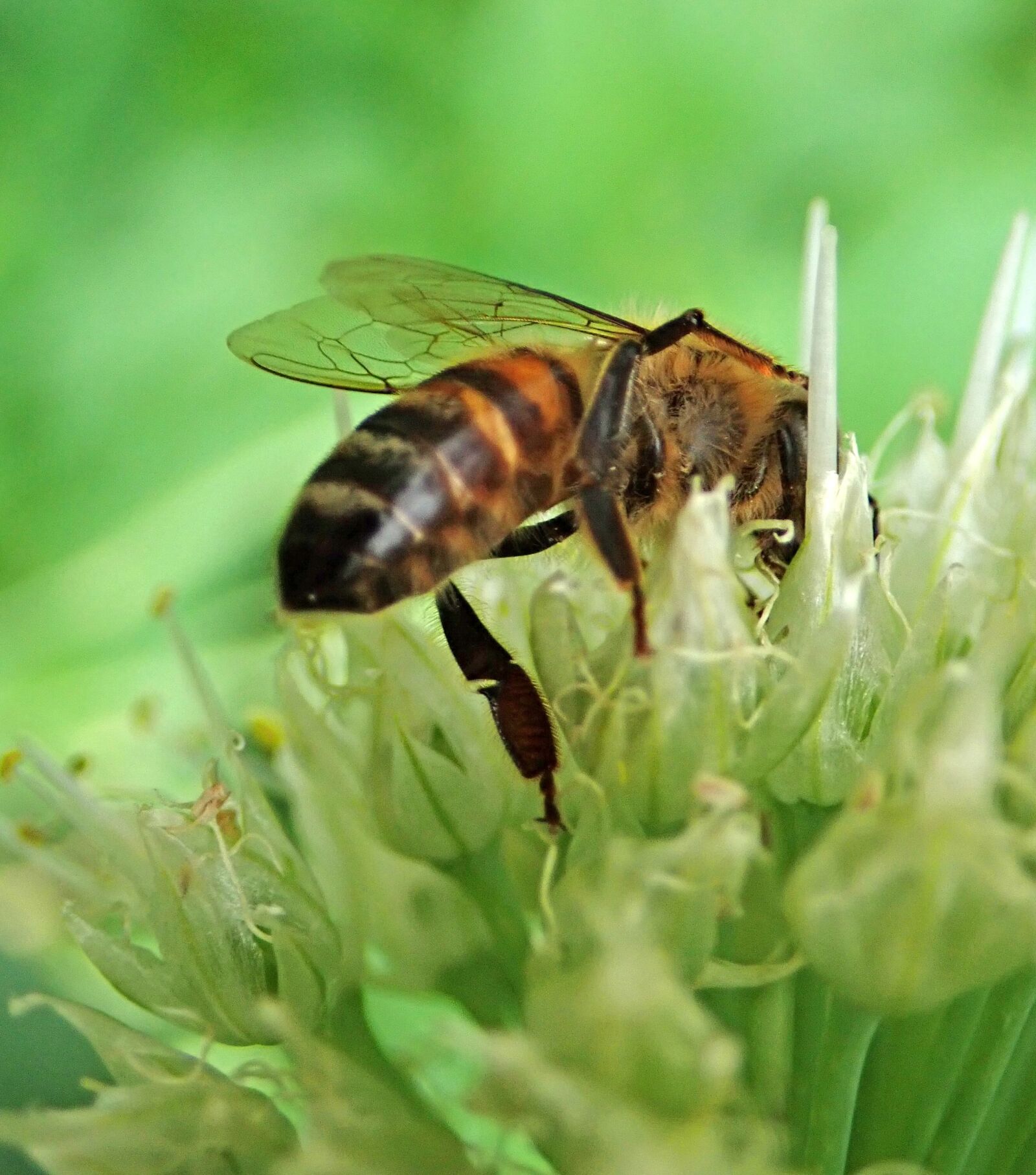 Olympus TG-5 sample photo. Bee, insect, pollen photography