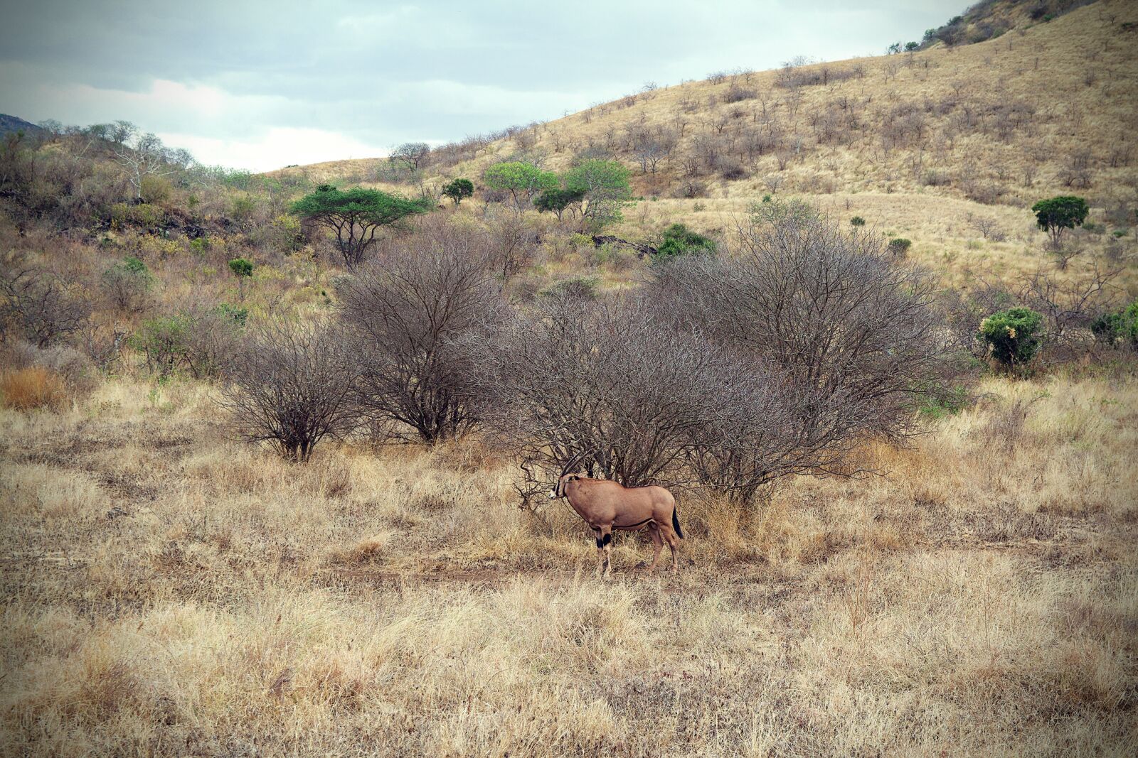 Canon EOS 600D (Rebel EOS T3i / EOS Kiss X5) sample photo. Africa, tsavo, kenya photography